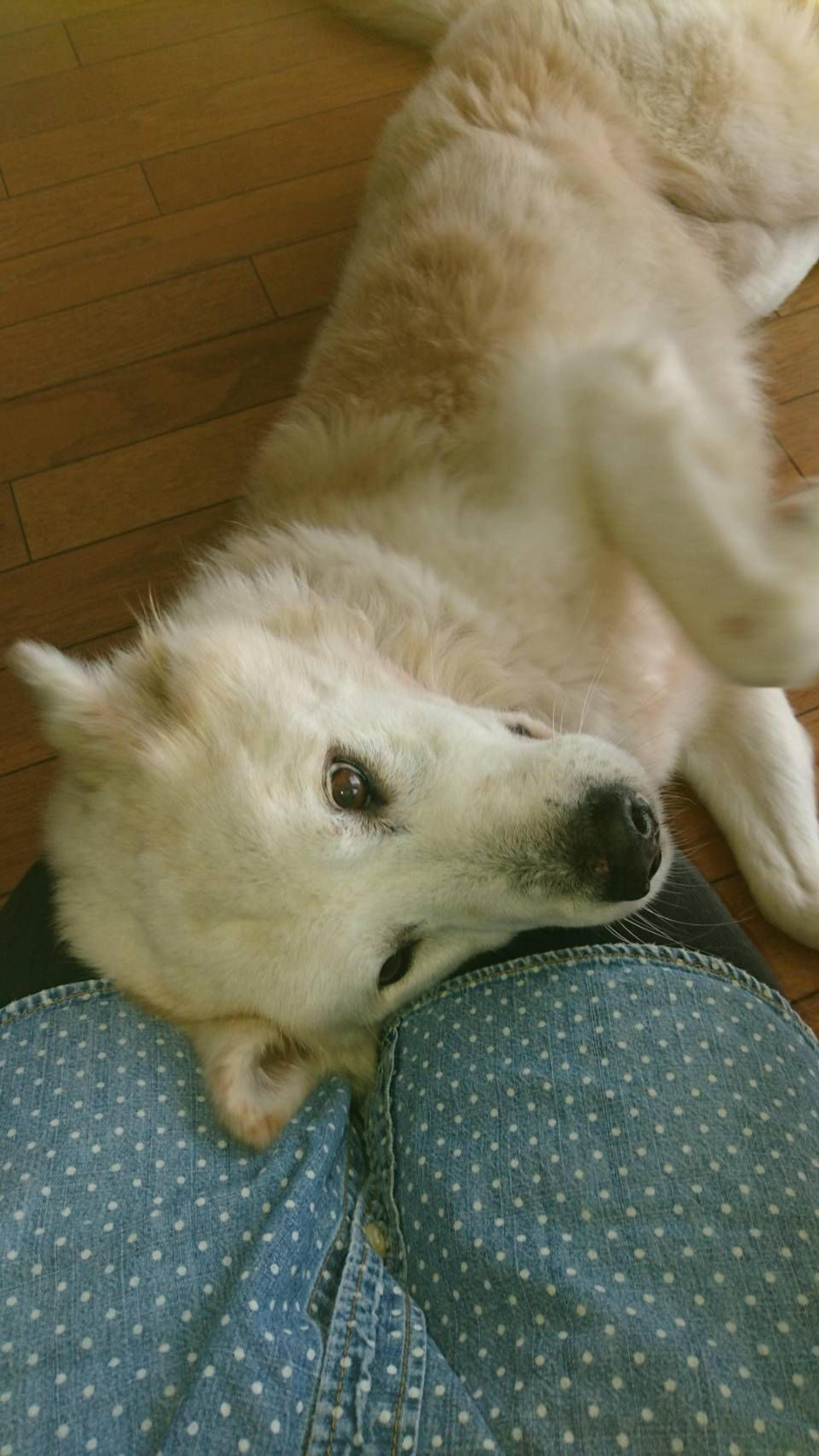 pet-image-5