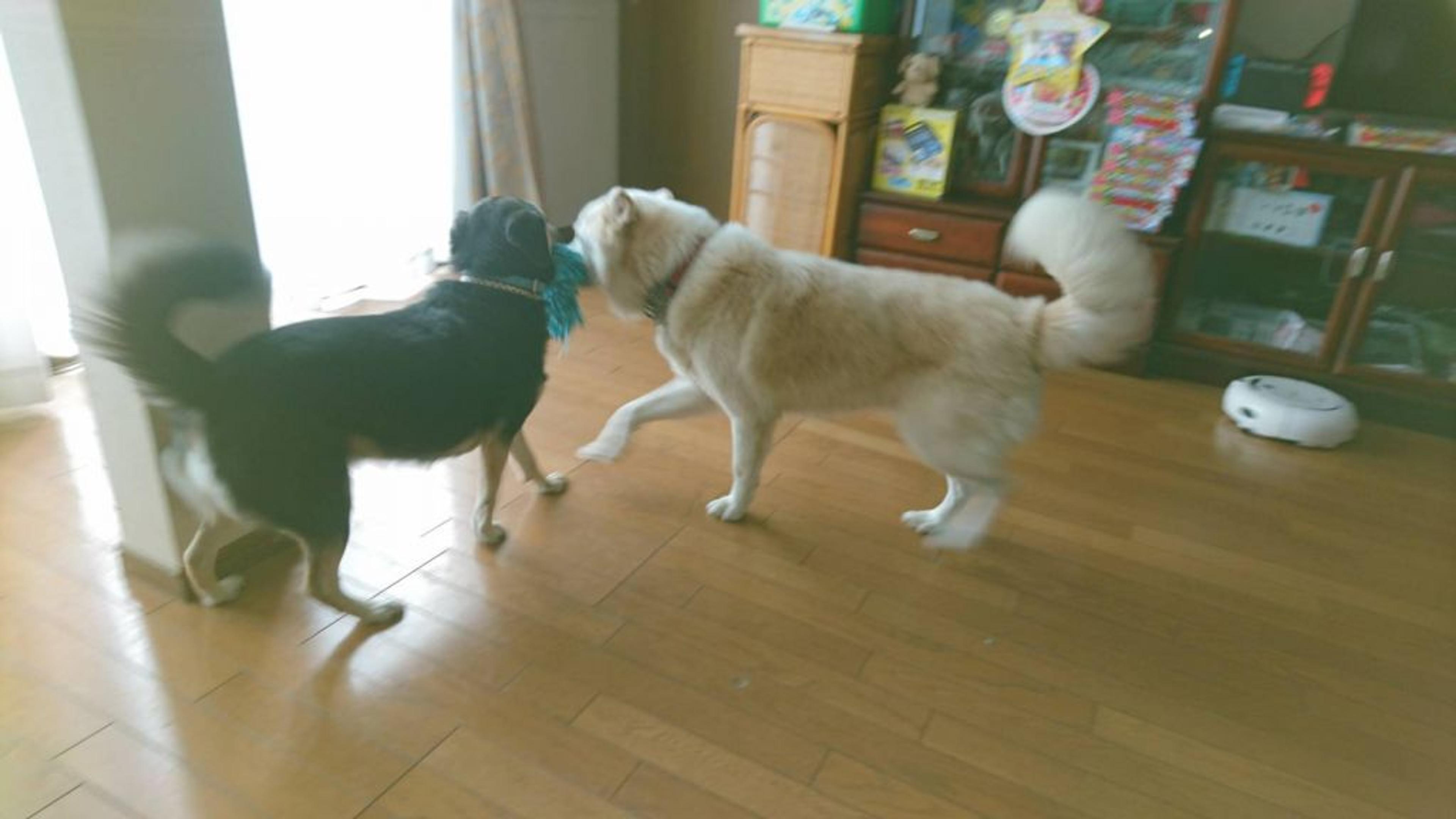 pet-image-6