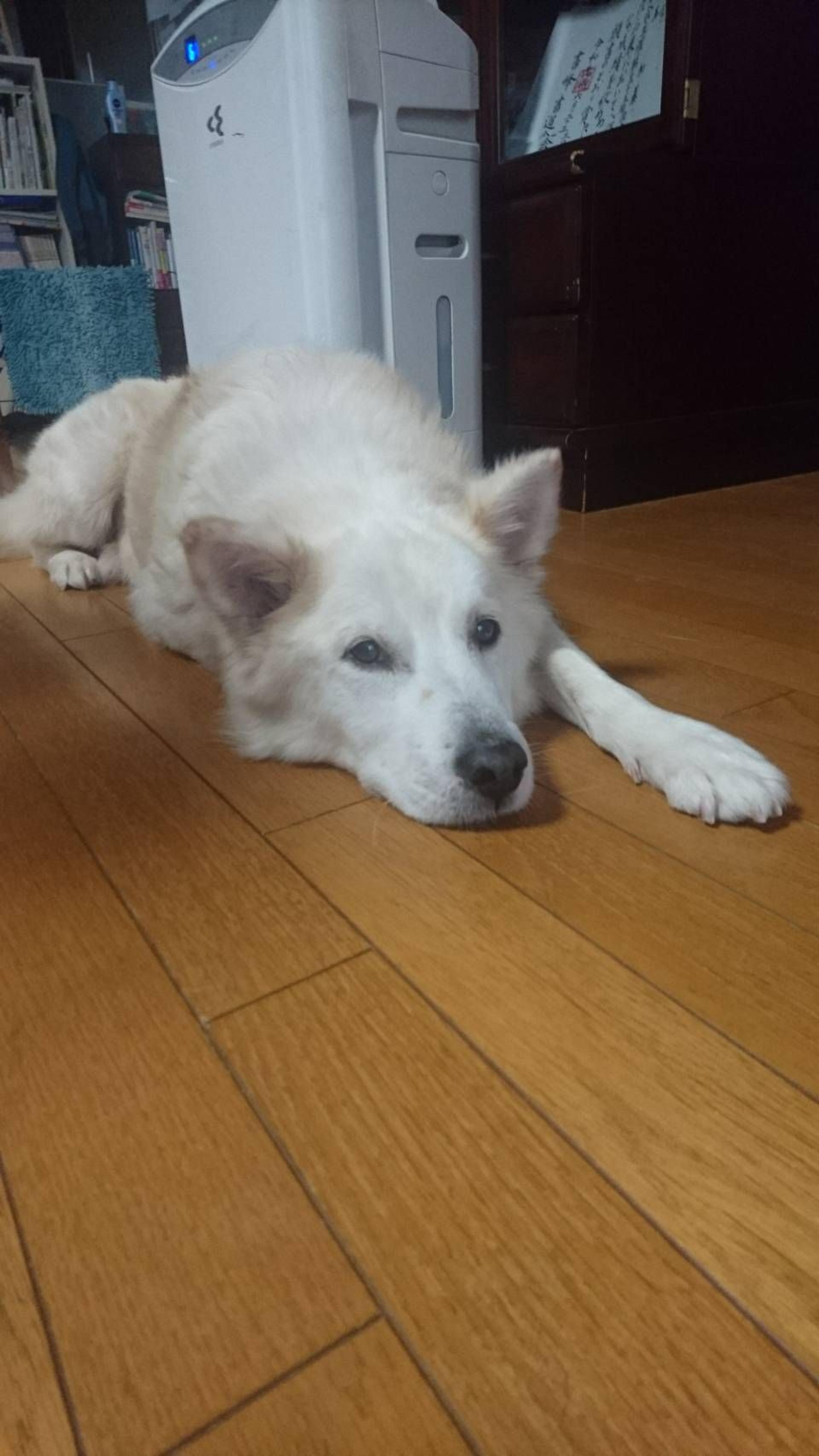 pet-image-7