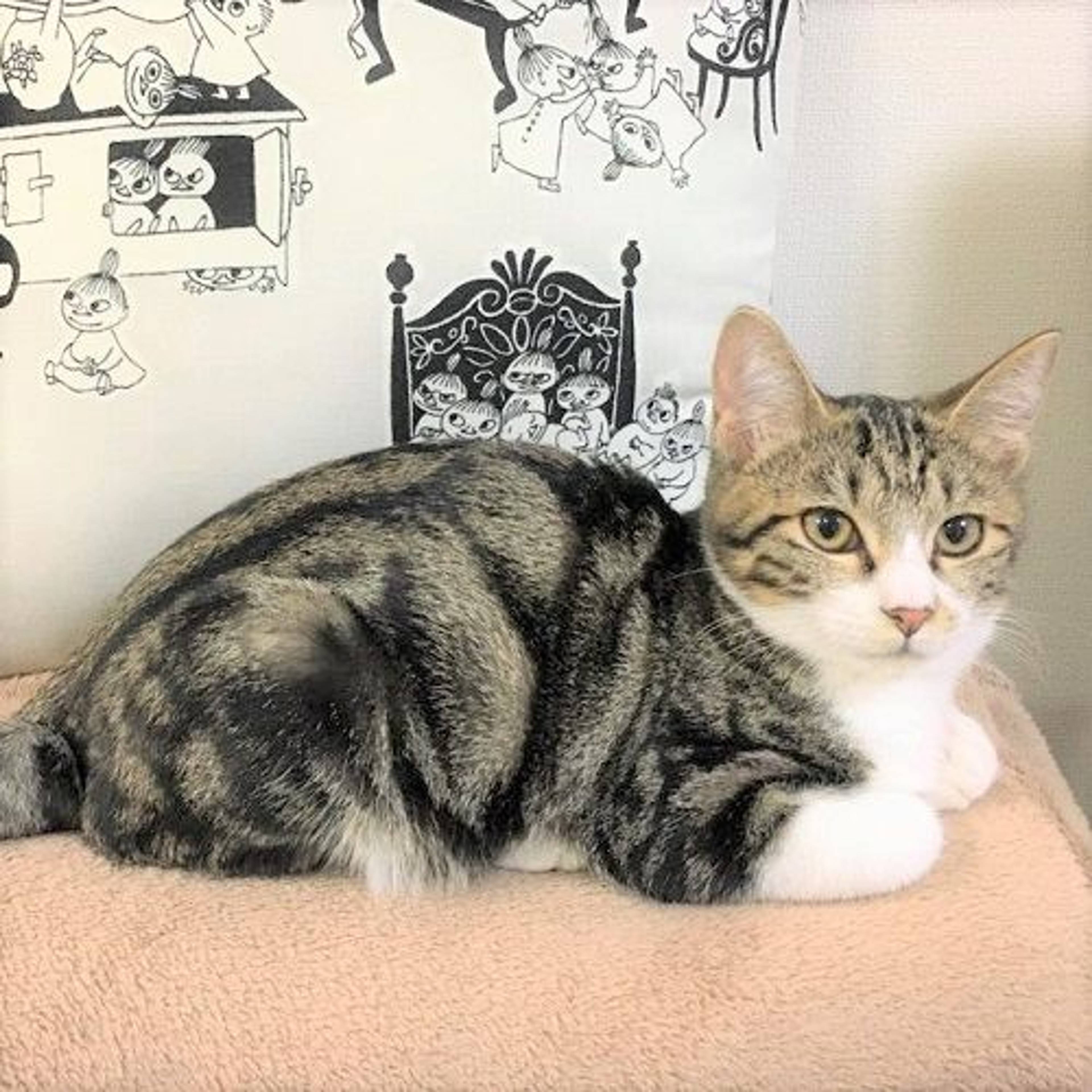 雑種（ミックス猫）・メスの里親募集の写真