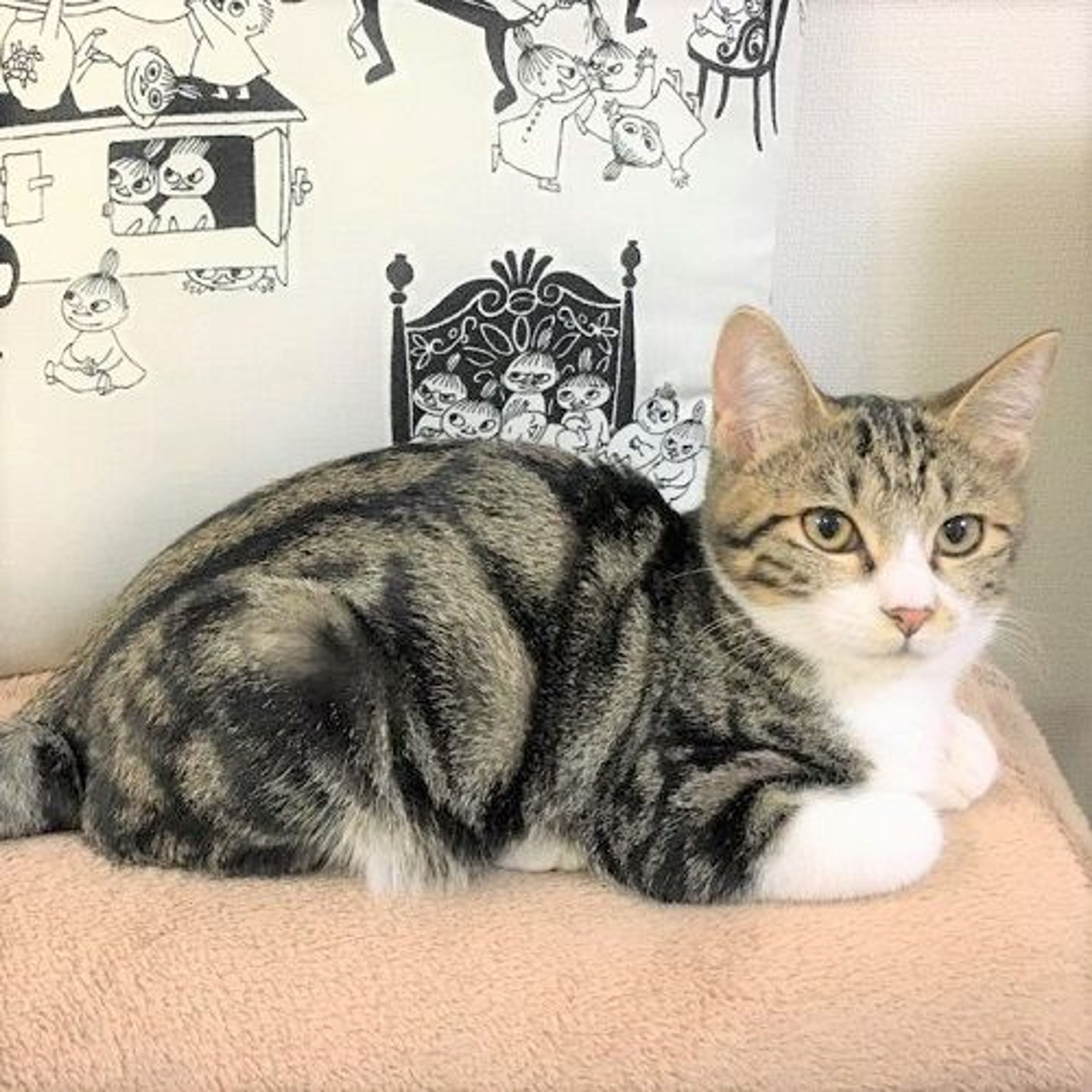 雑種（ミックス猫）・メスの里親募集の写真