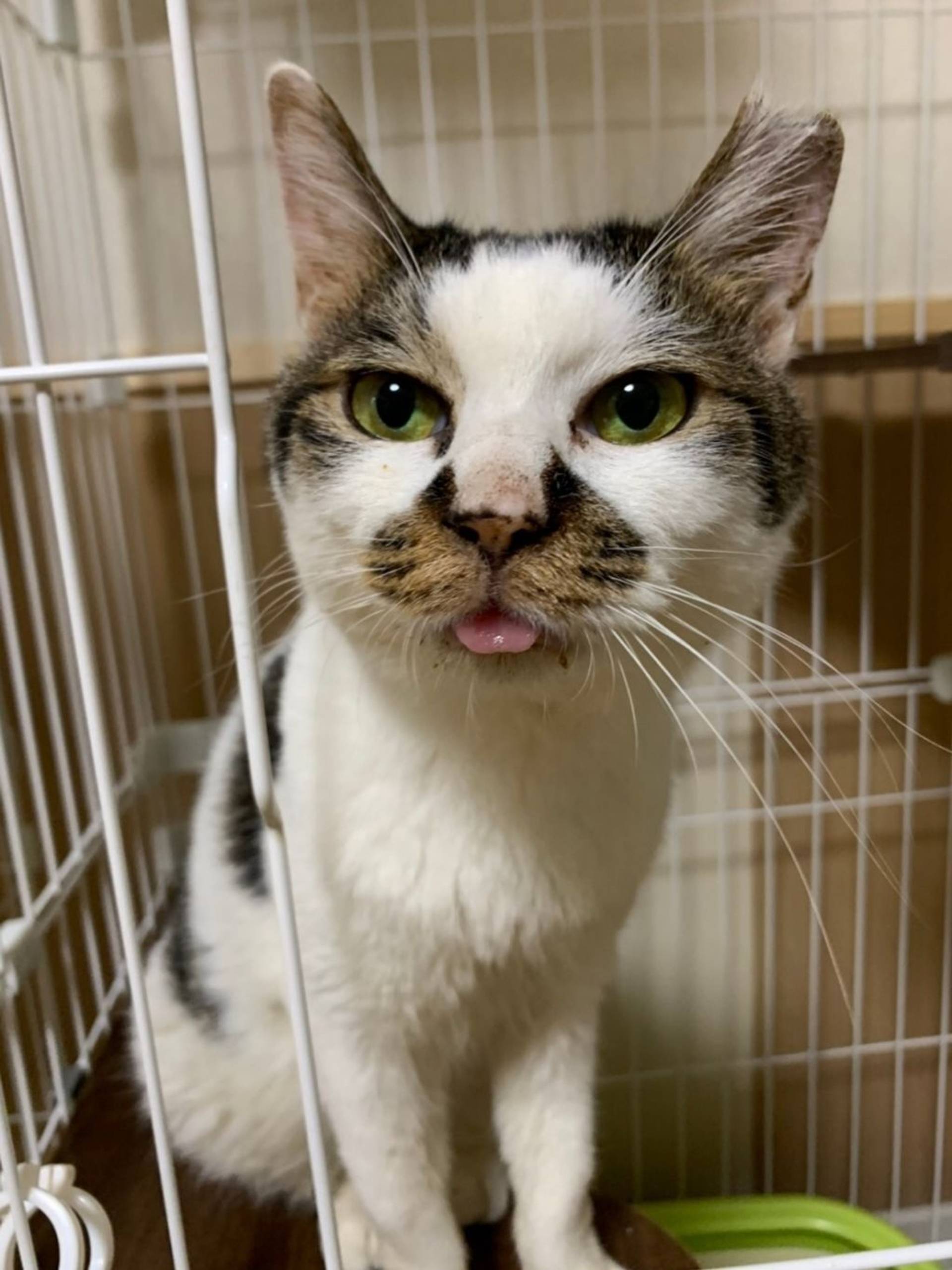 雑種（ミックス猫）・オスの里親募集の写真