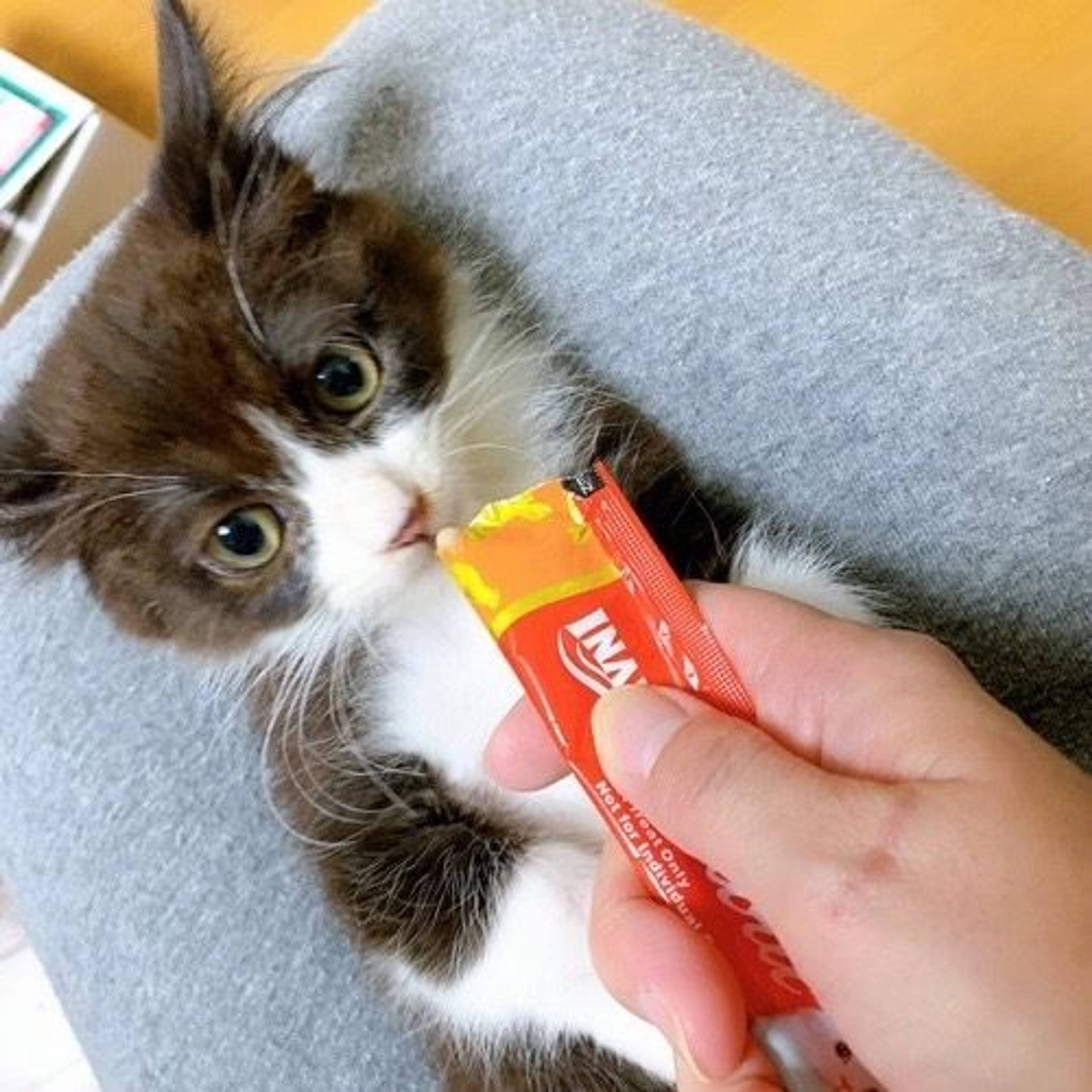 雑種（ミックス猫）・メスの里親募集の写真