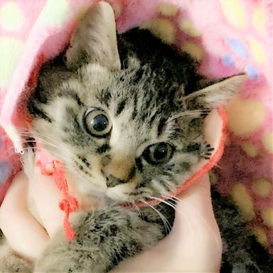 あんずちゃんの写真