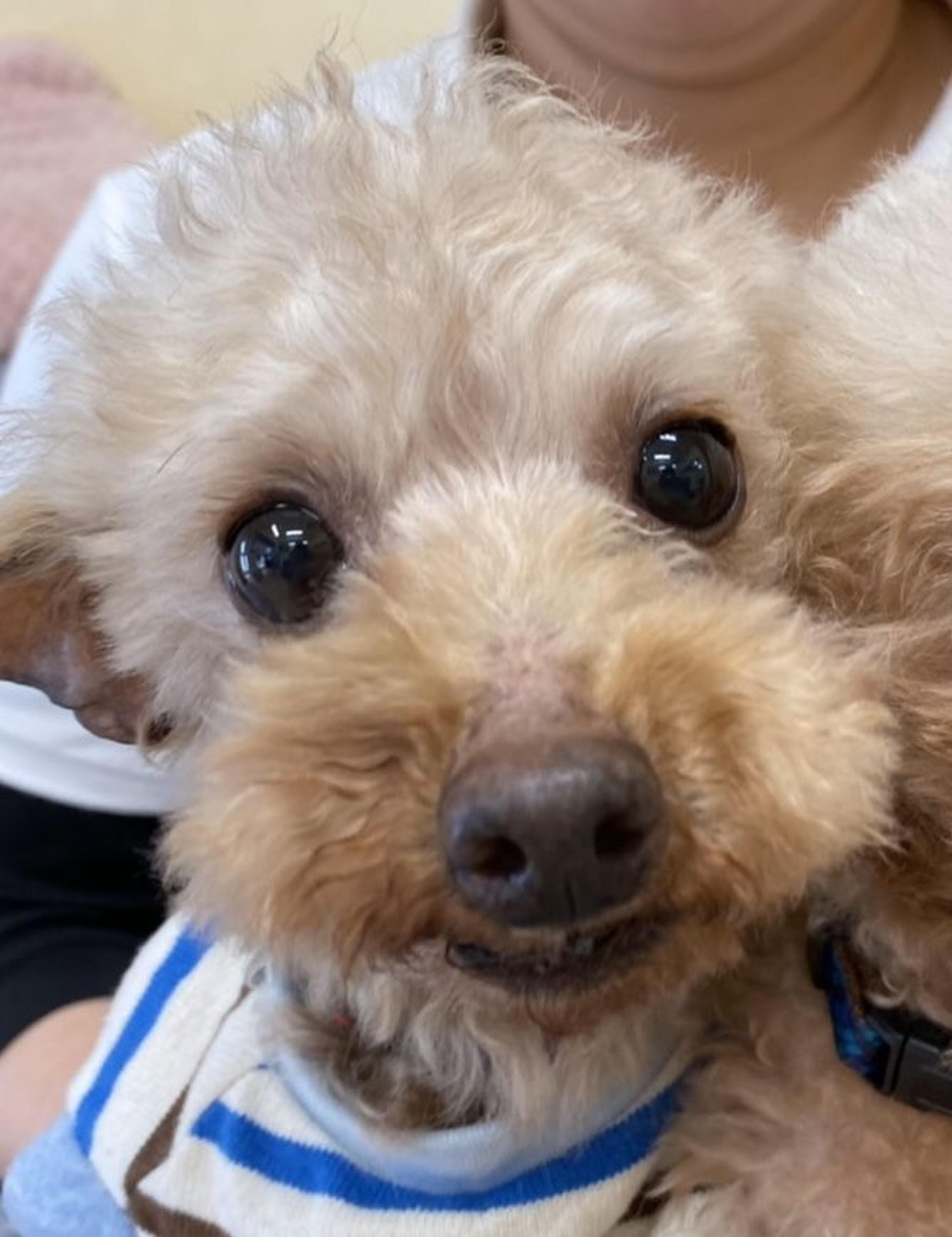 pet-image-2