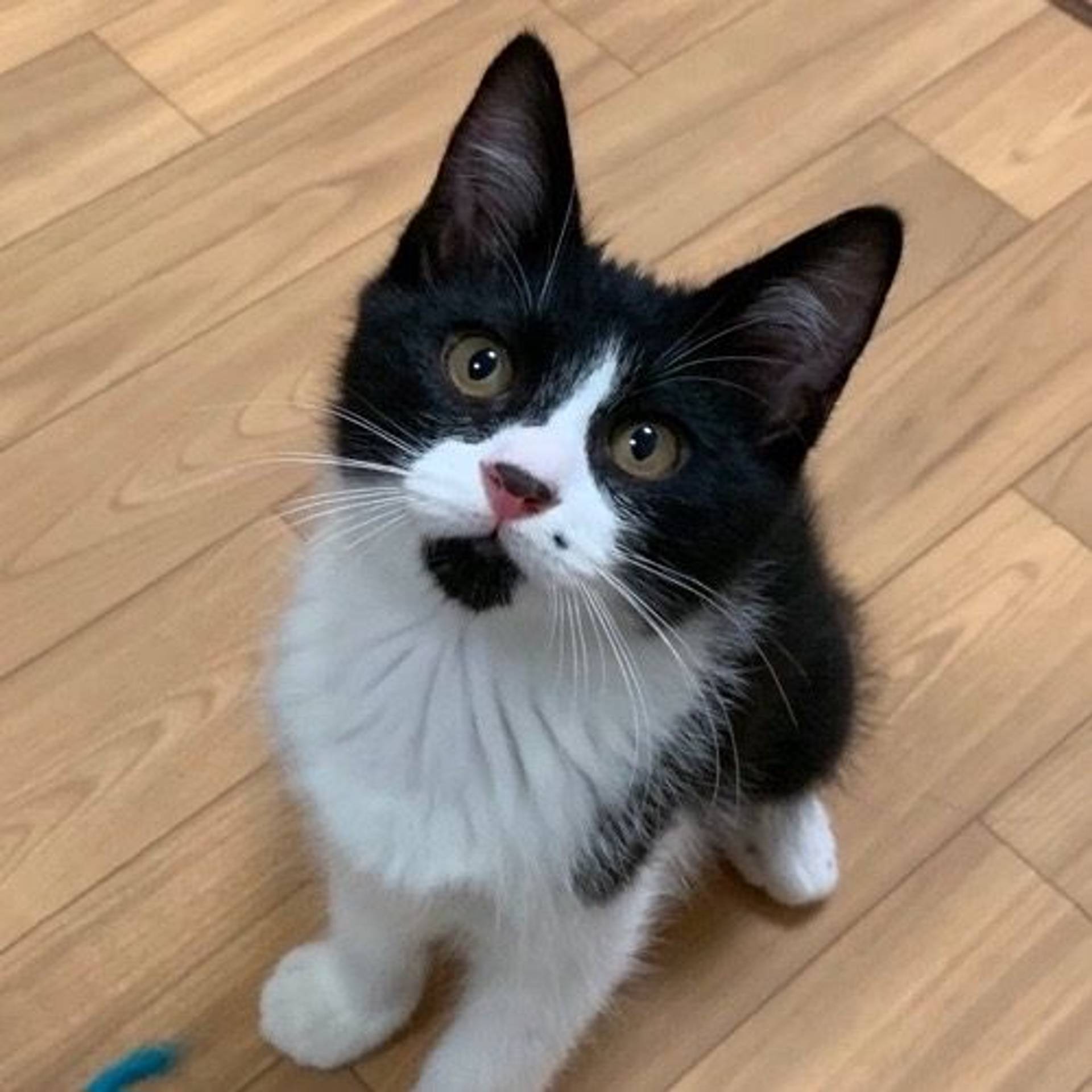 雑種（ミックス猫）・オスの里親募集の写真