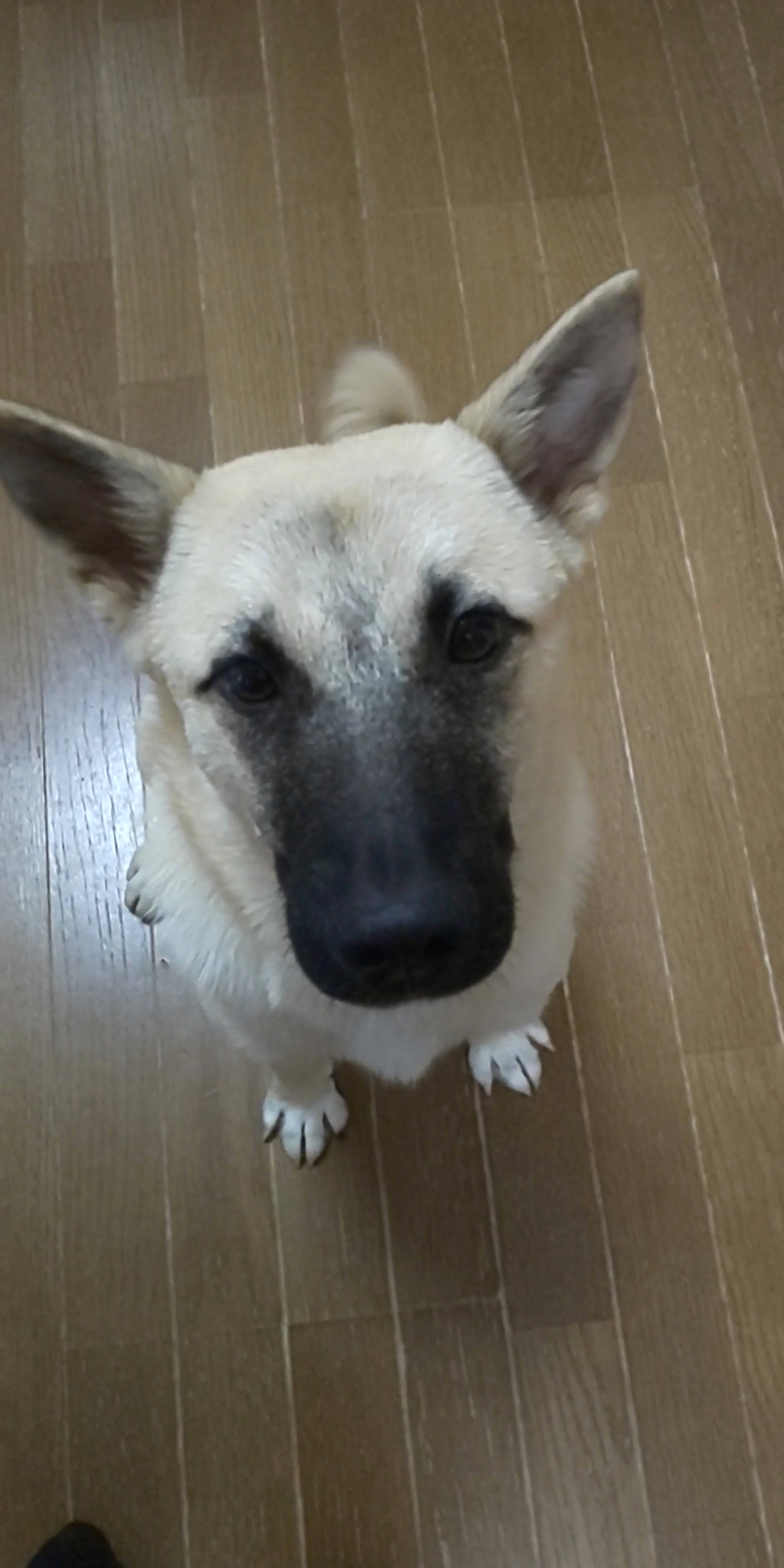 雑種（ミックス犬）・オスの里親募集の写真