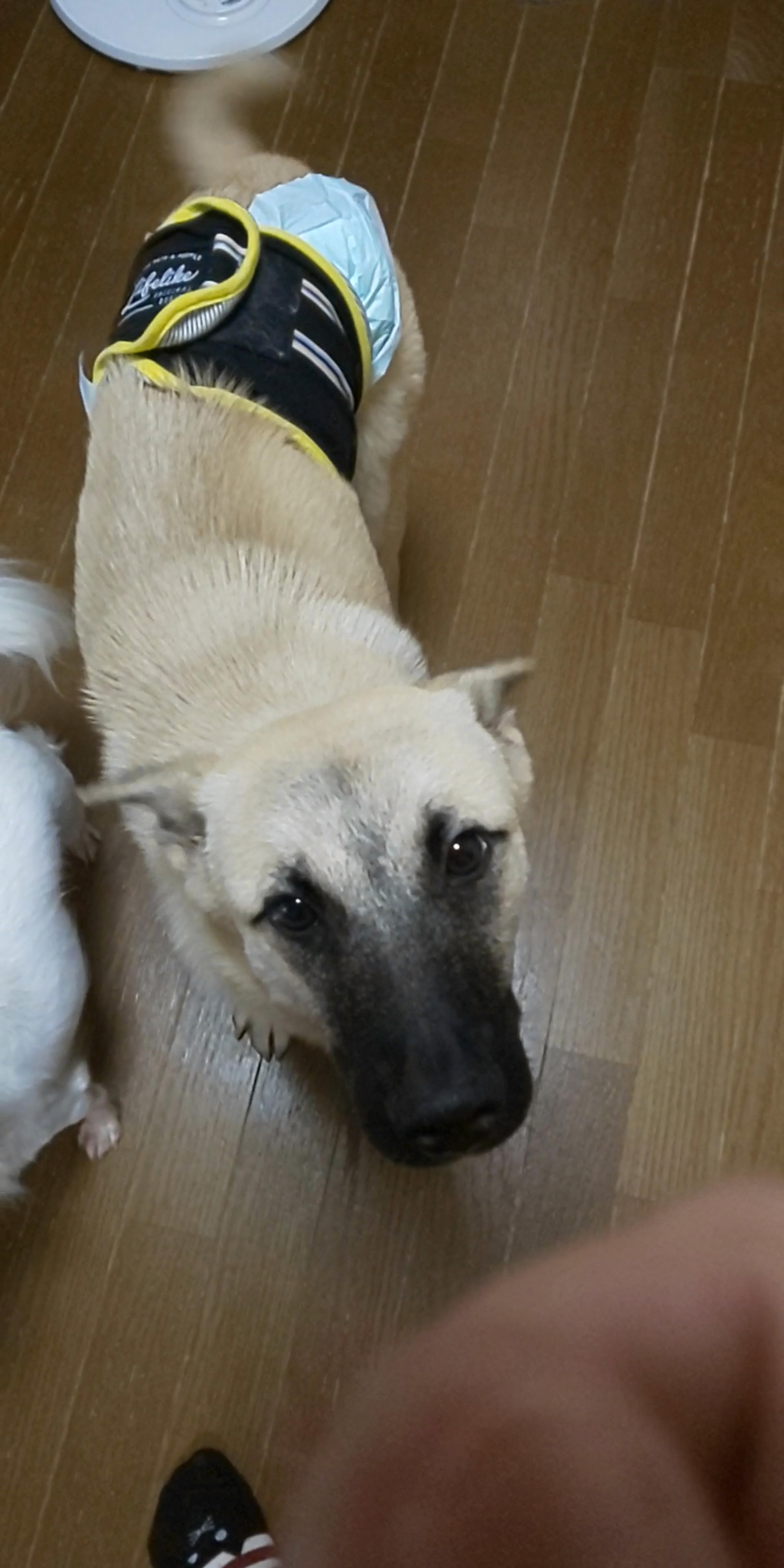 pet-image-2