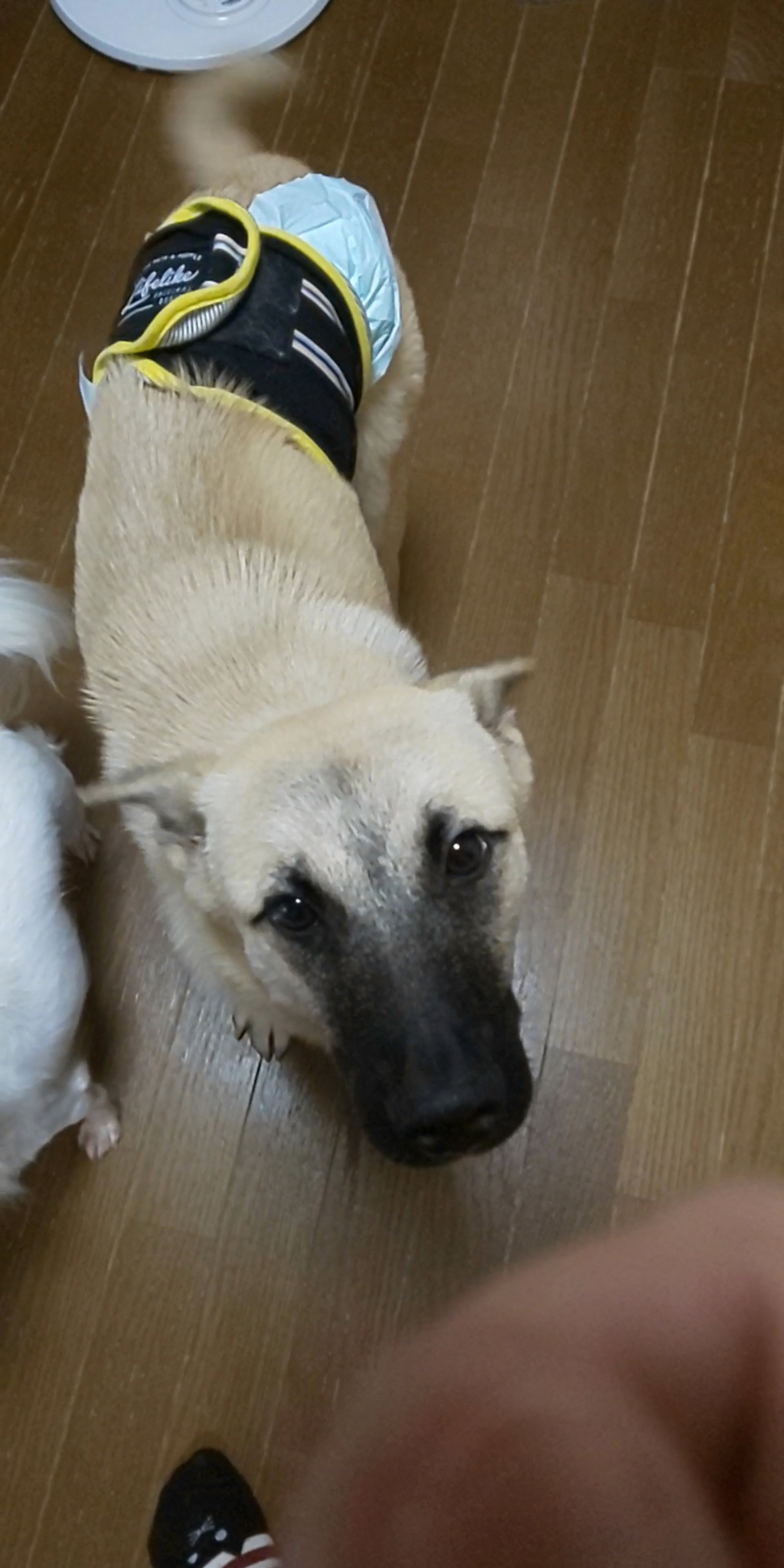 pet-image-2