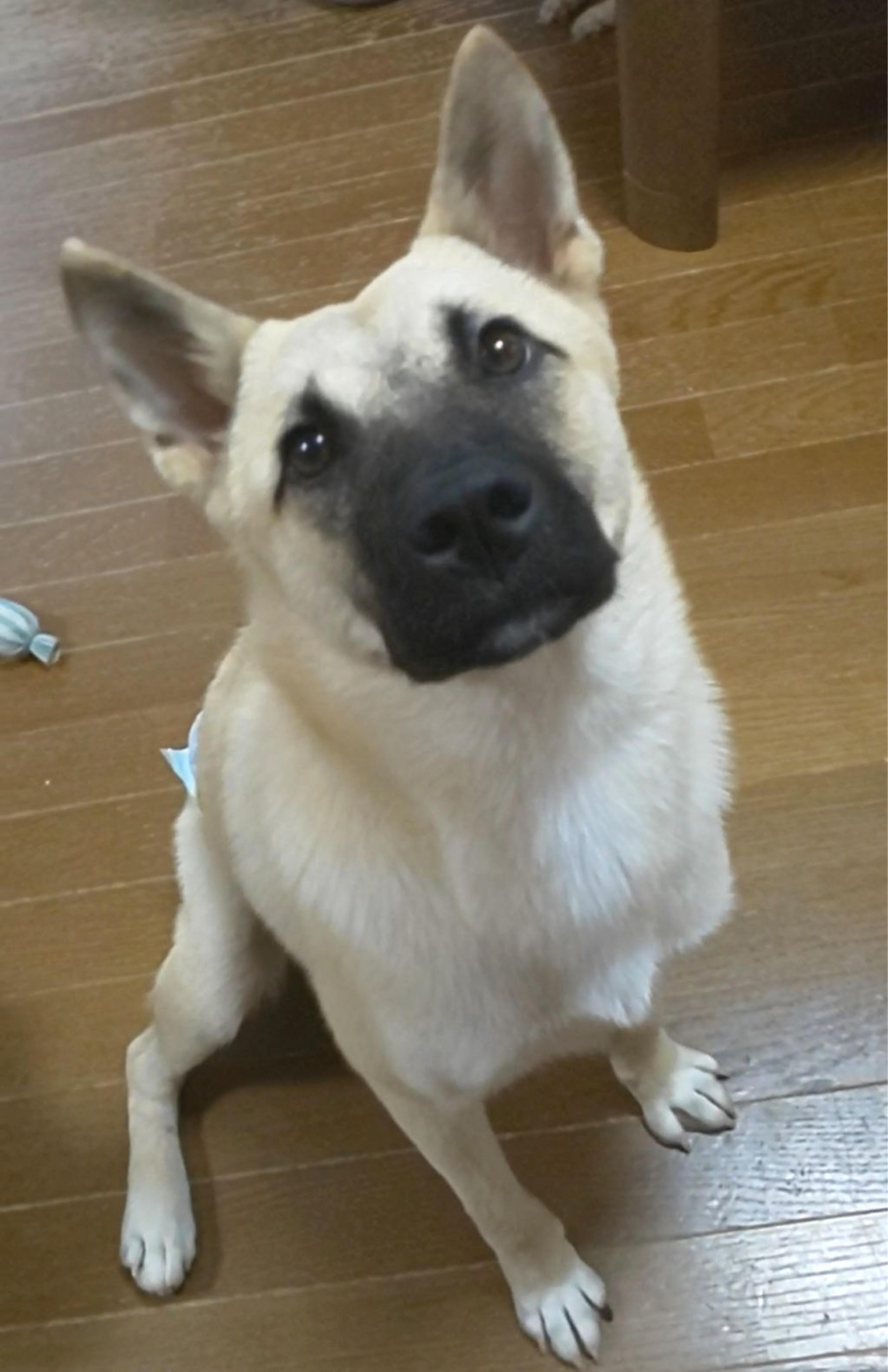 pet-image-3
