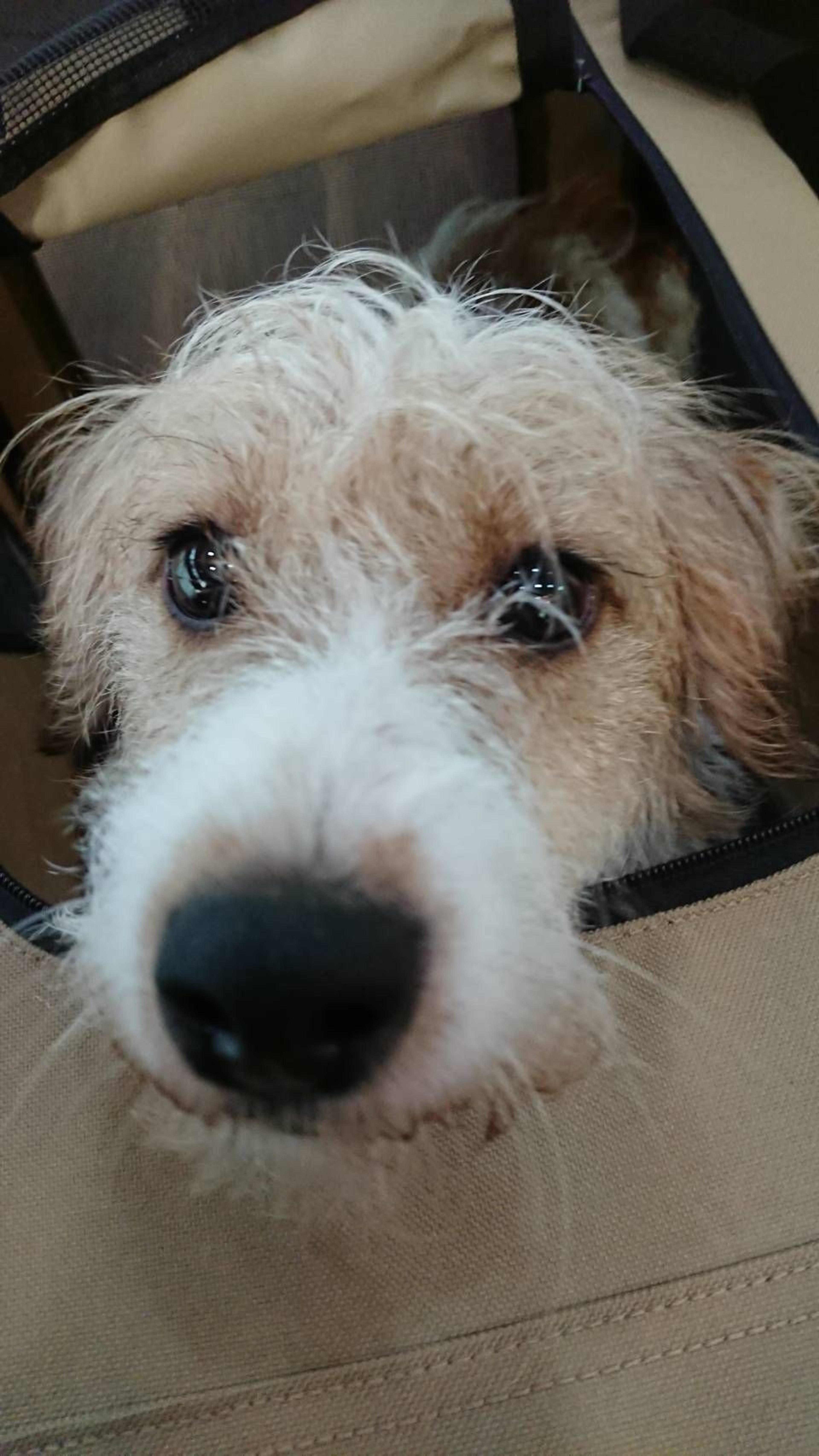 pet-image-3