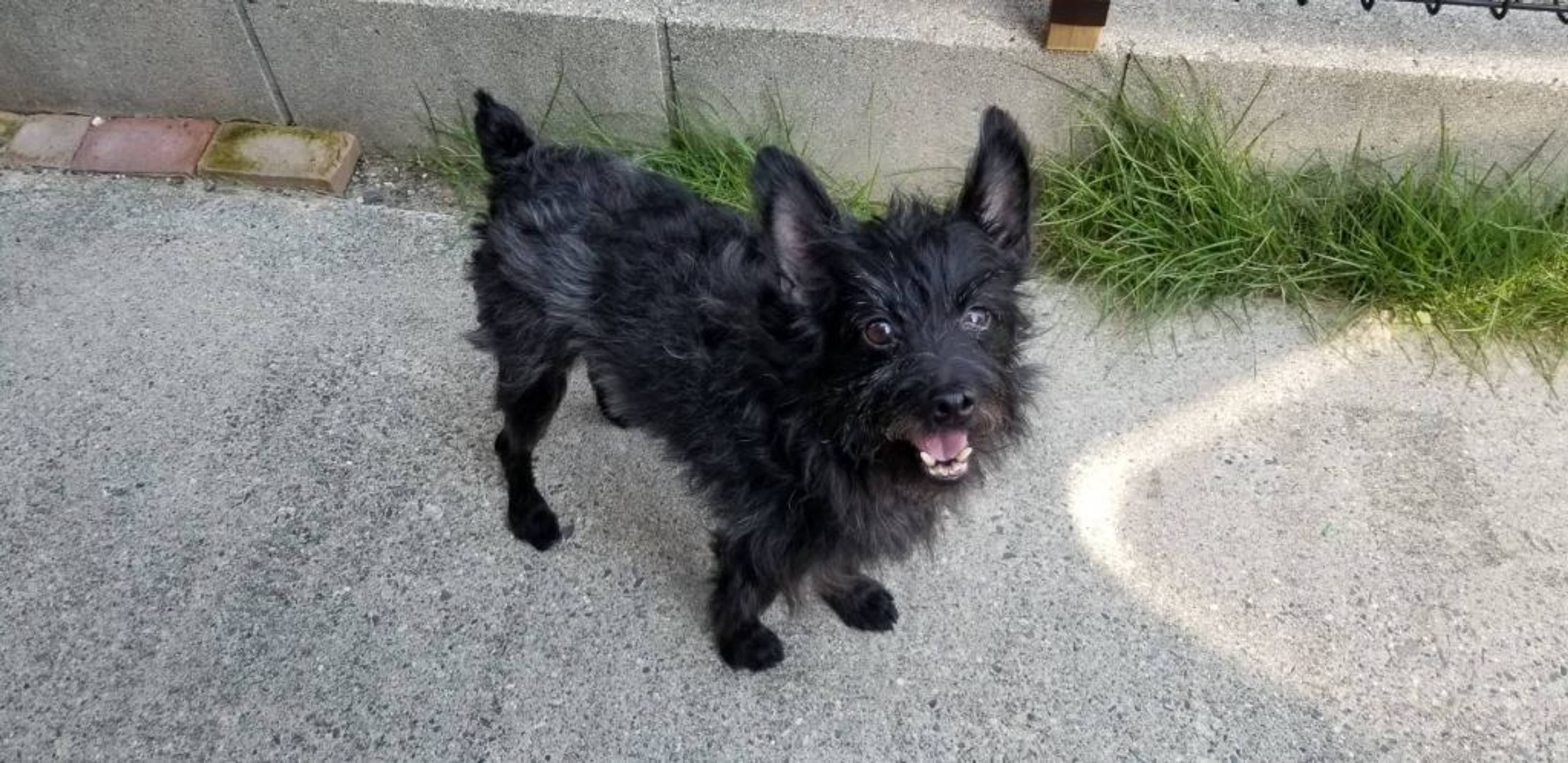 雑種（ミックス犬）・オスの里親募集の写真