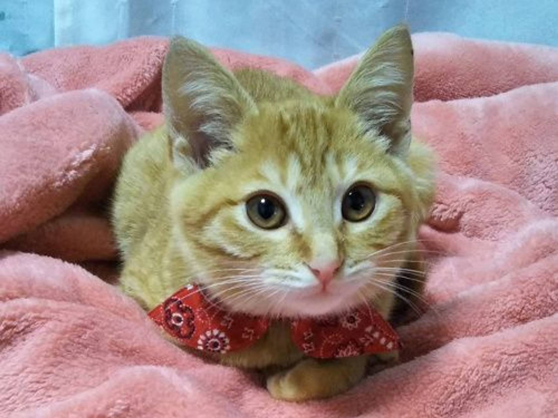 雑種（ミックス猫）・オスの里親募集の写真