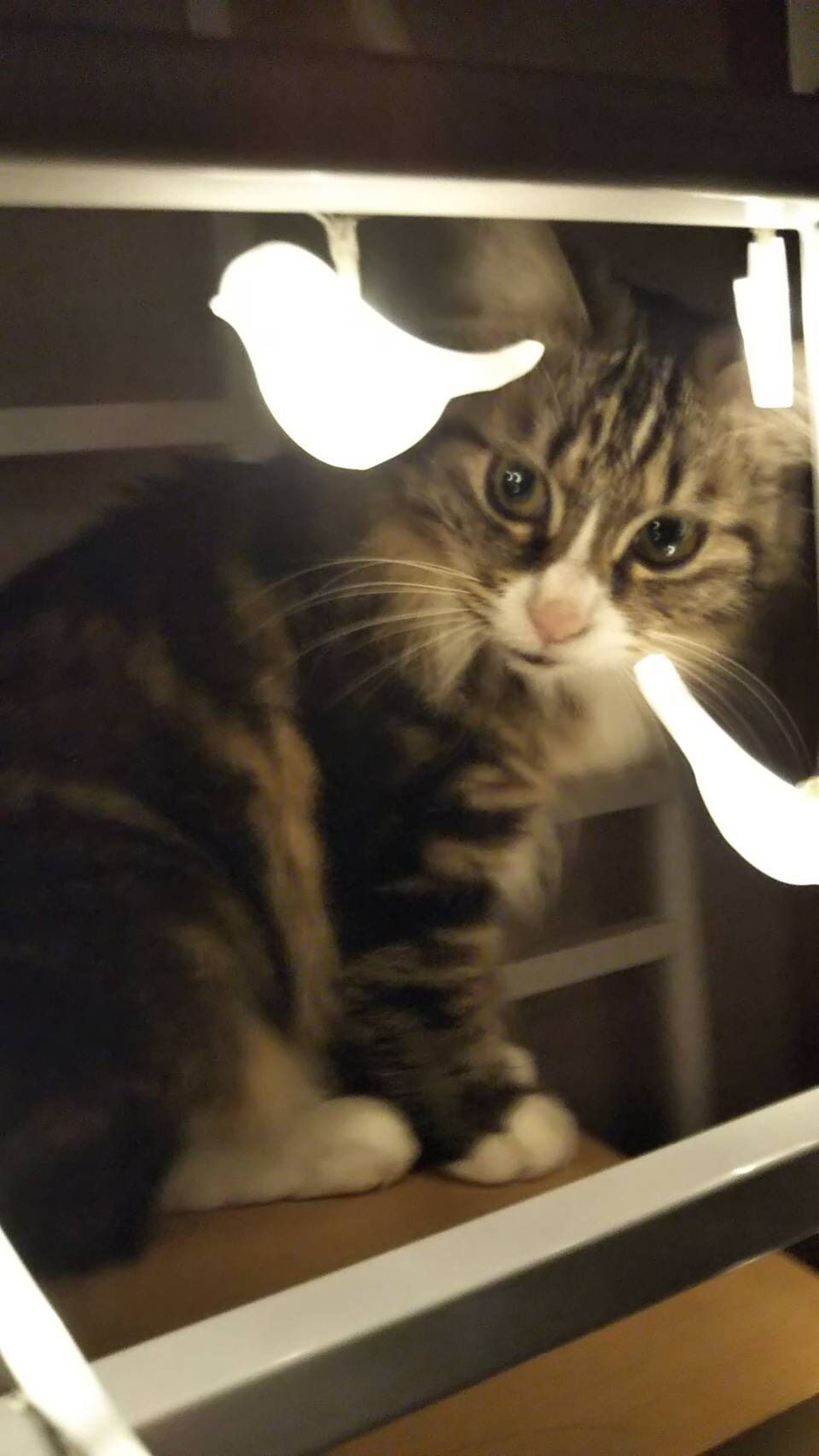 雑種（ミックス猫）・メスの里親募集の写真