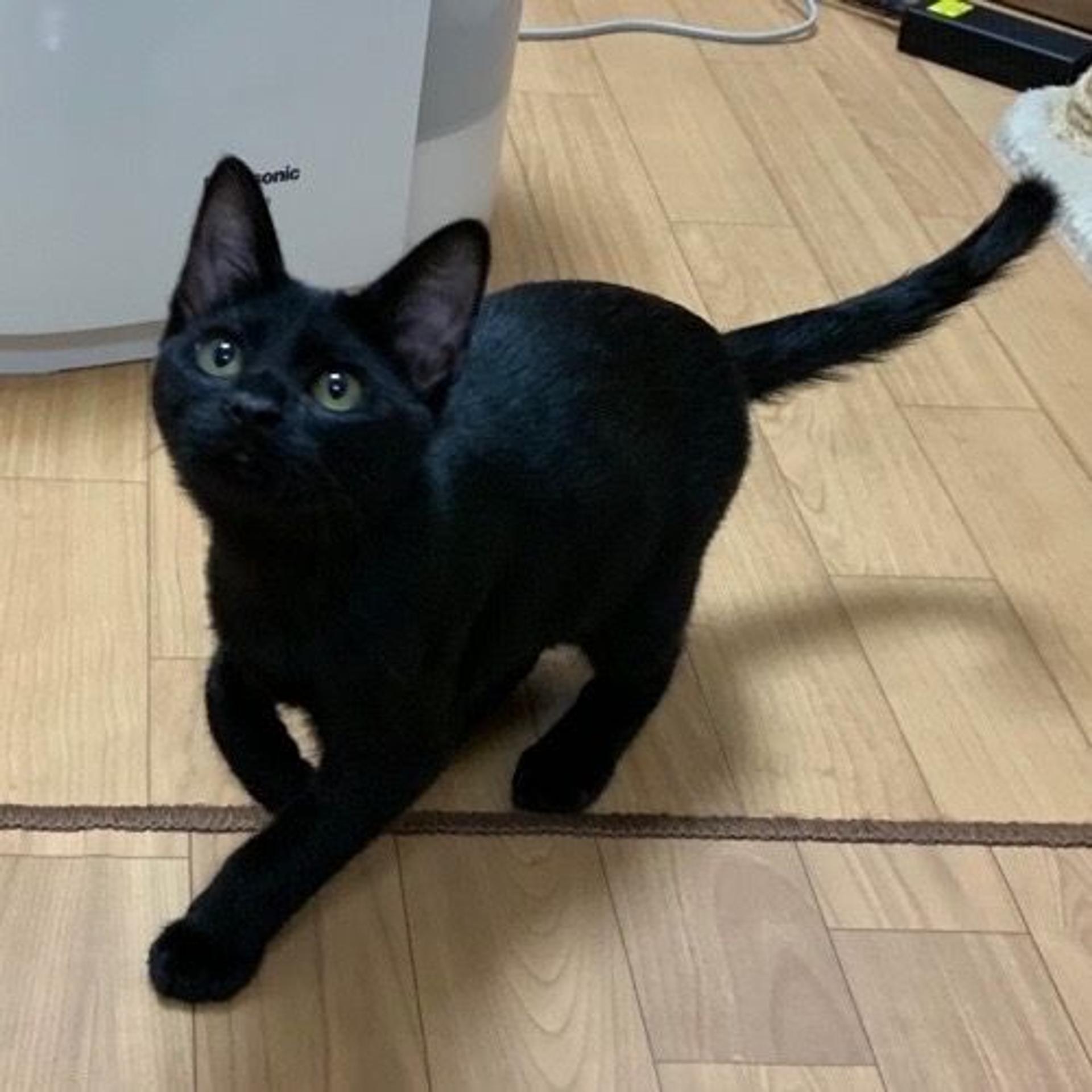 pet-image-2