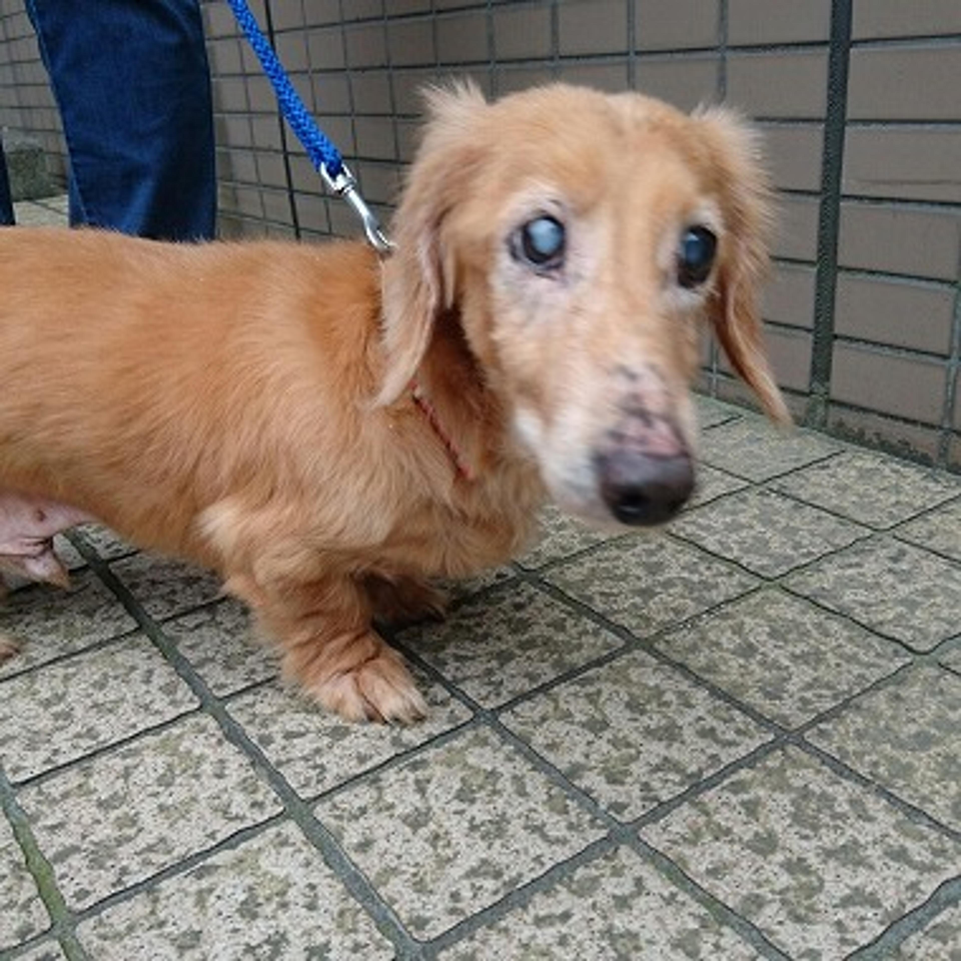 pet-image-2