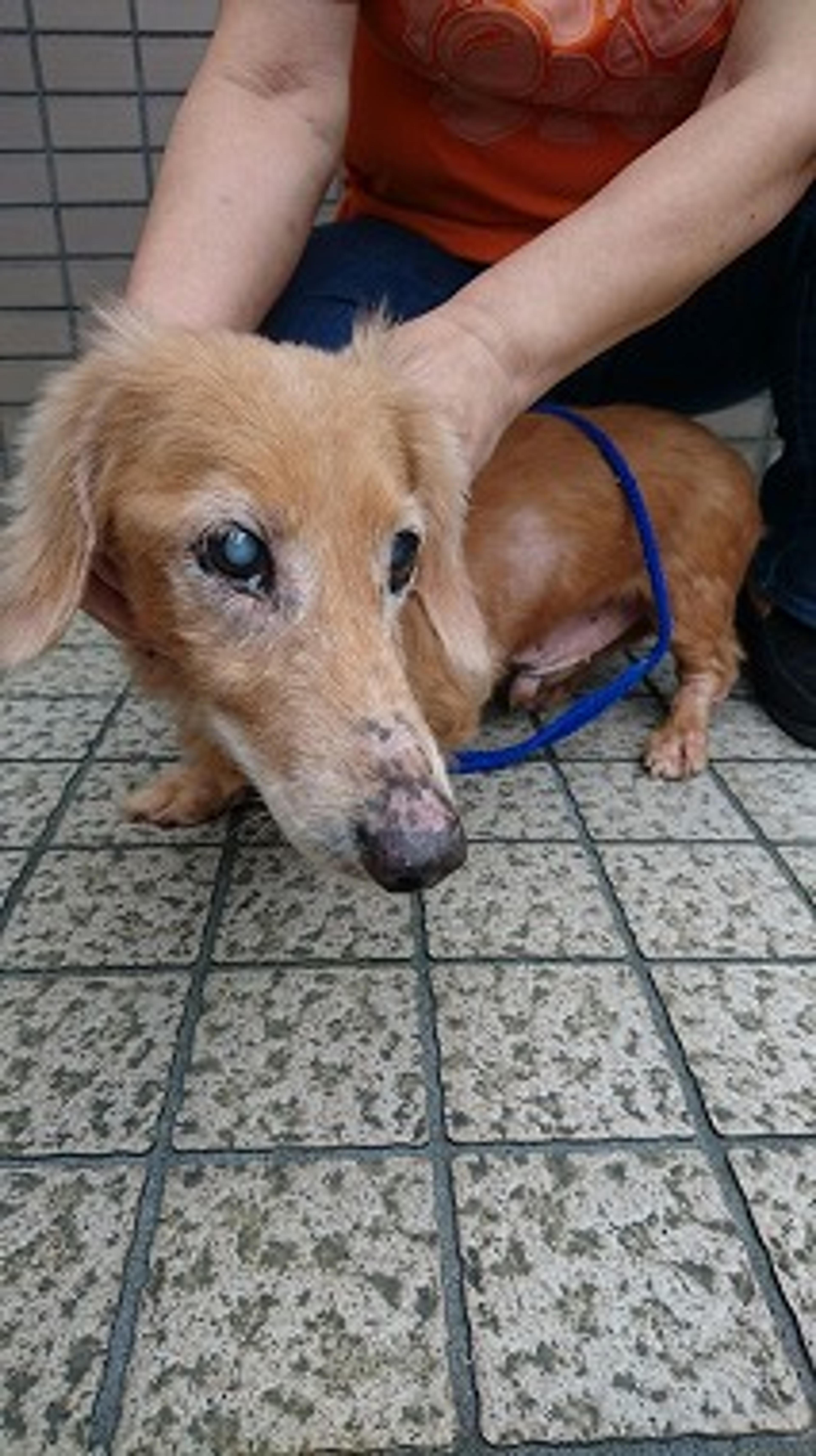 pet-image-3