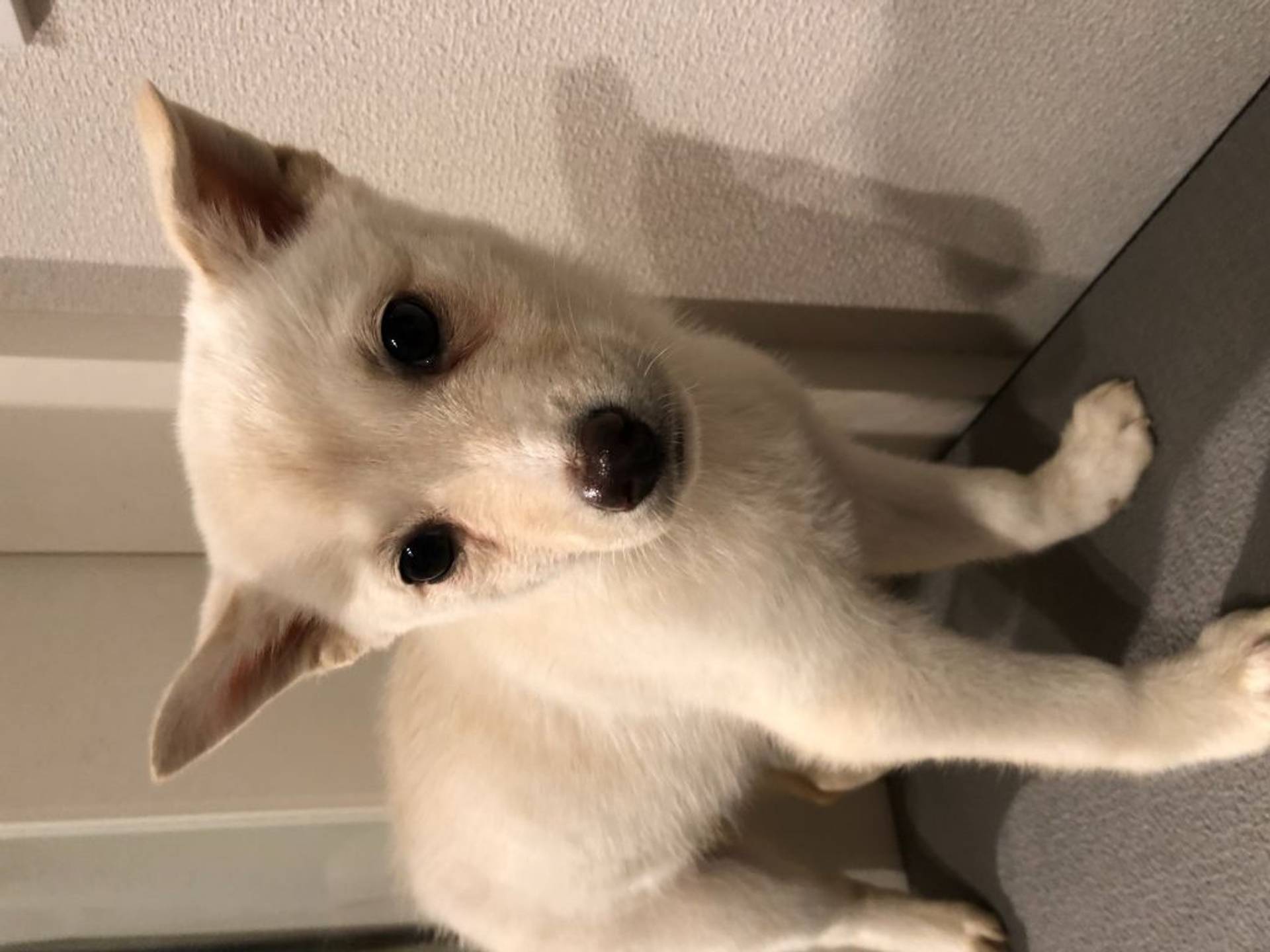 雑種（ミックス犬）・メスの里親募集の写真