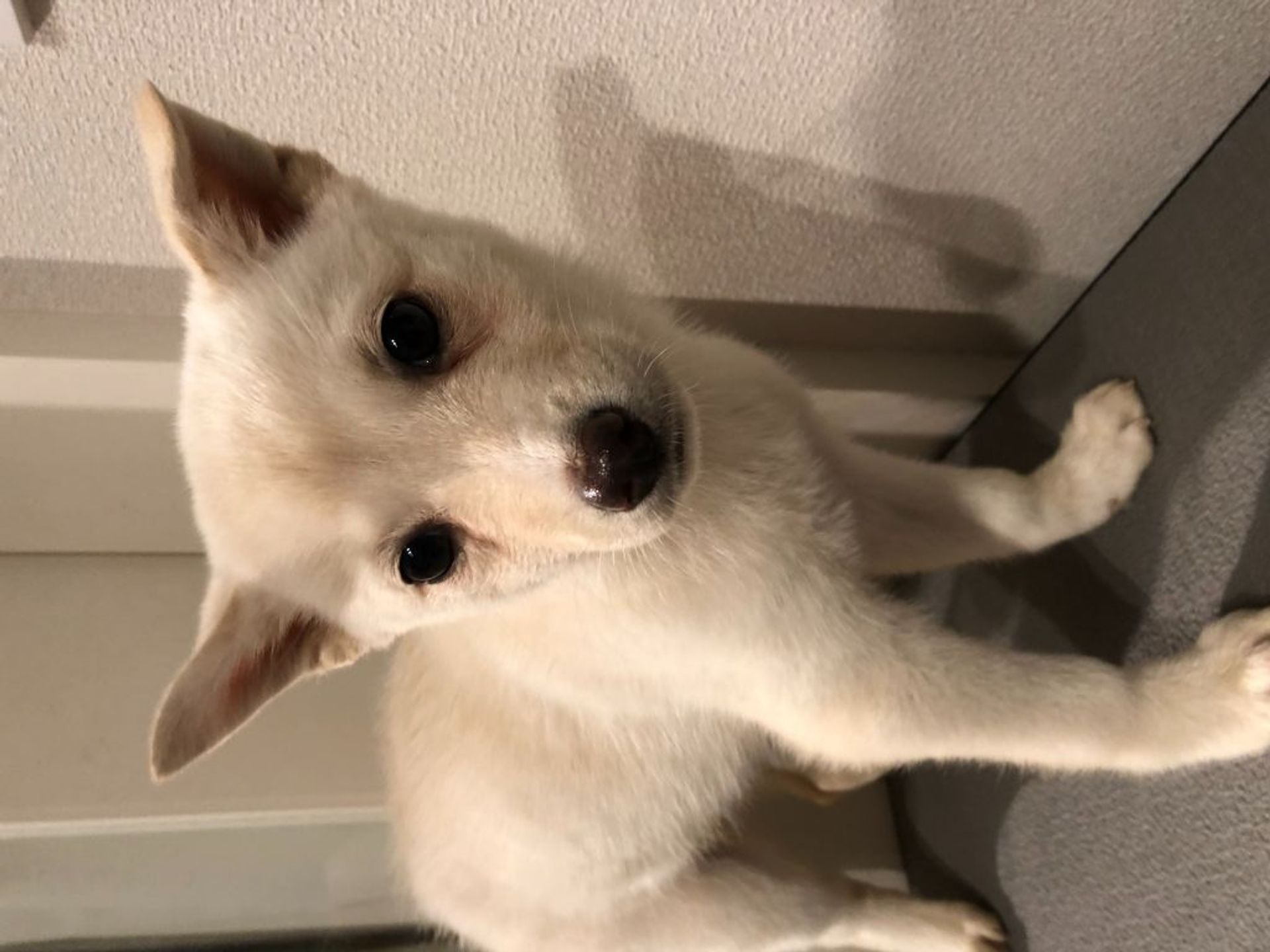 雑種（ミックス犬）・メスの里親募集の写真
