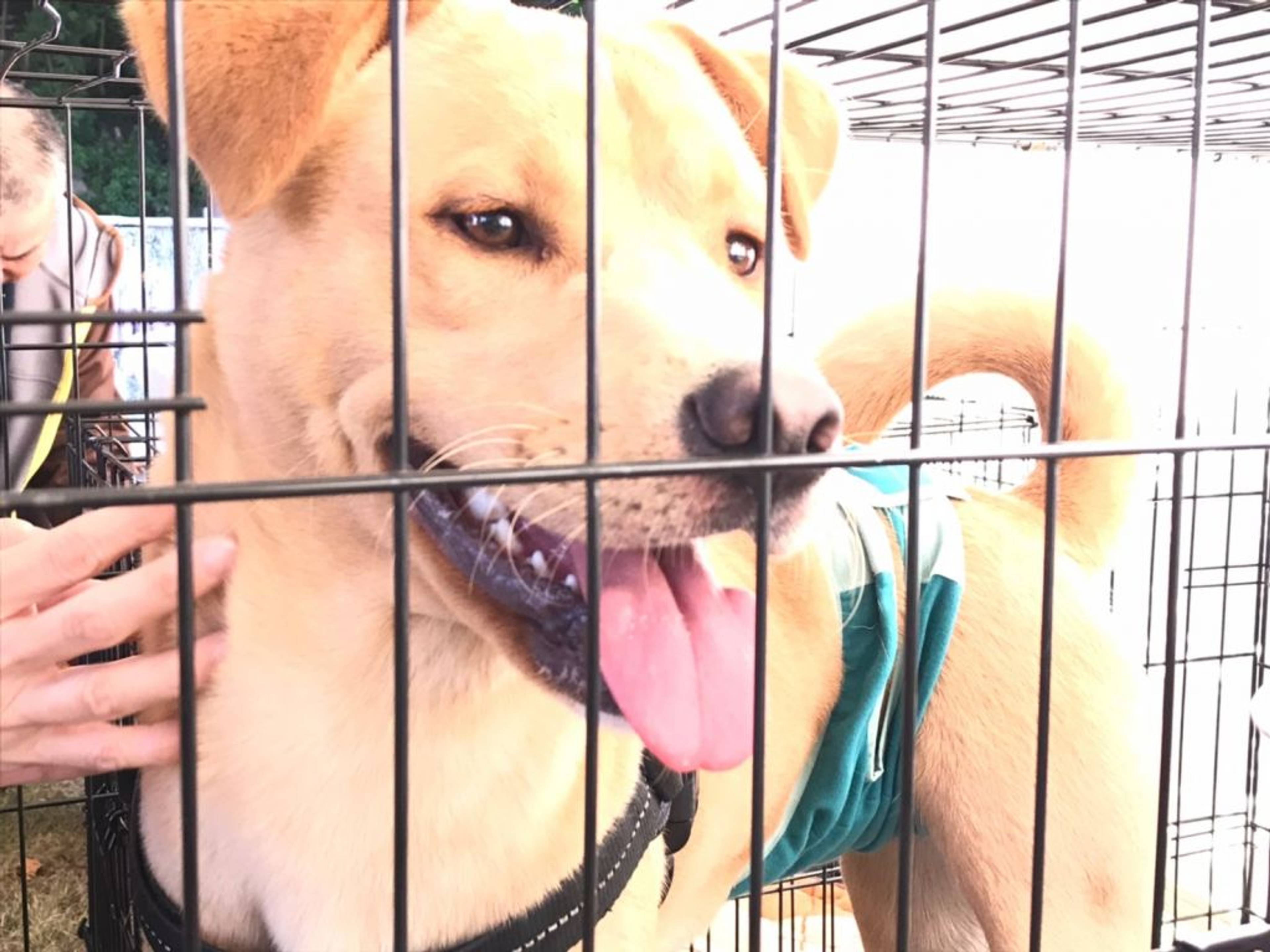 雑種（ミックス犬）・オスの里親募集の写真
