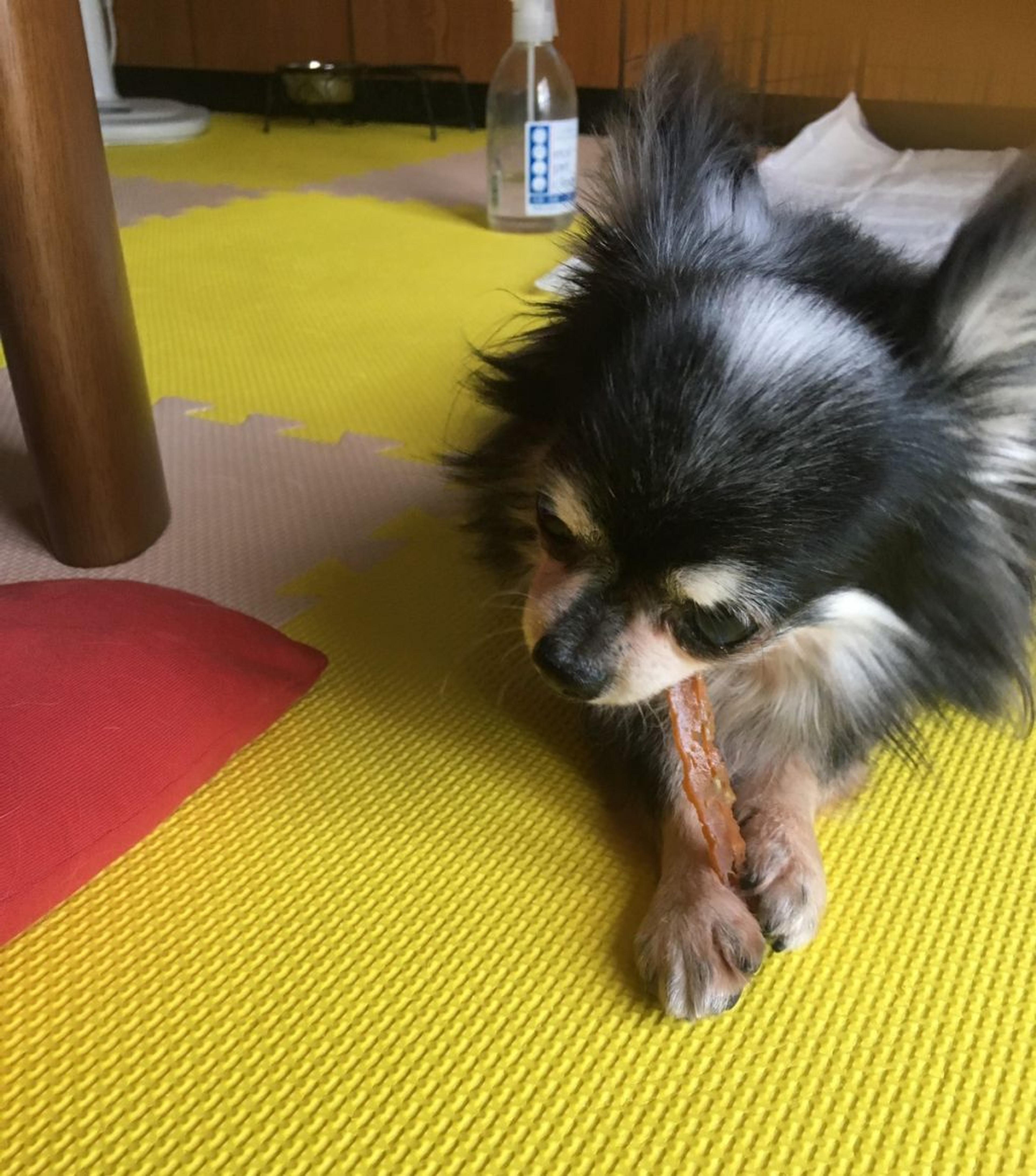 pet-image-3