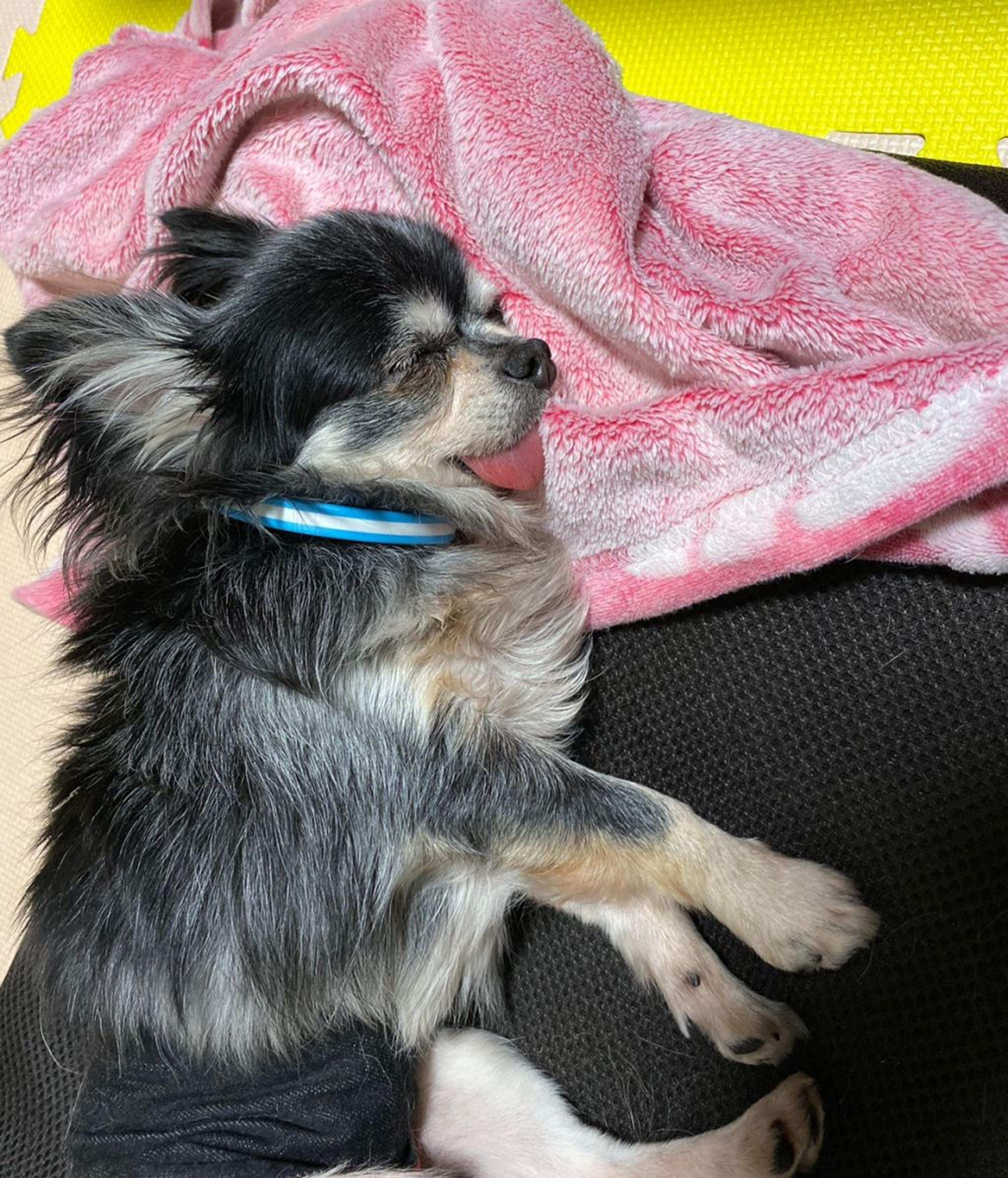 pet-image-4