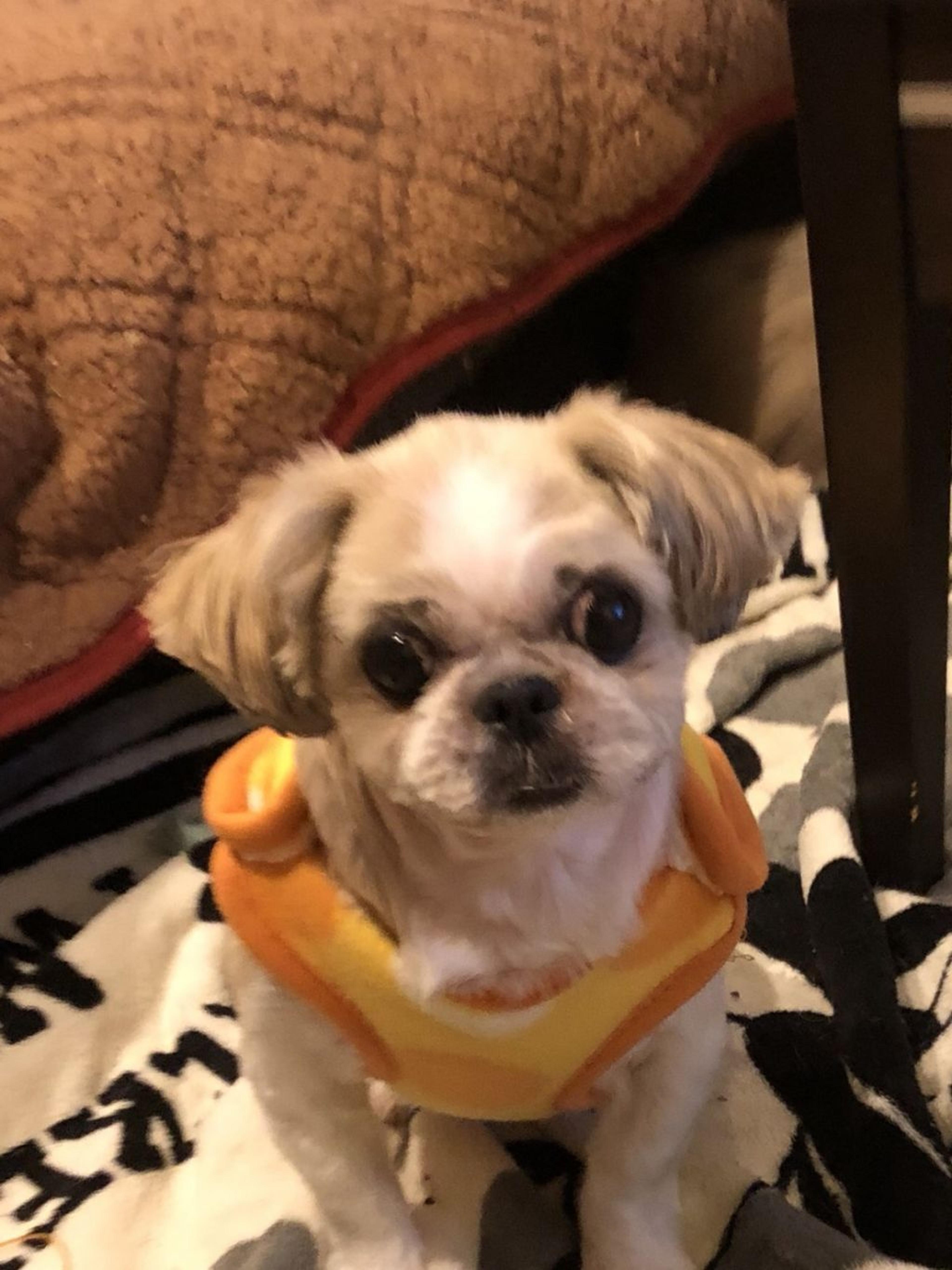 pet-image-2