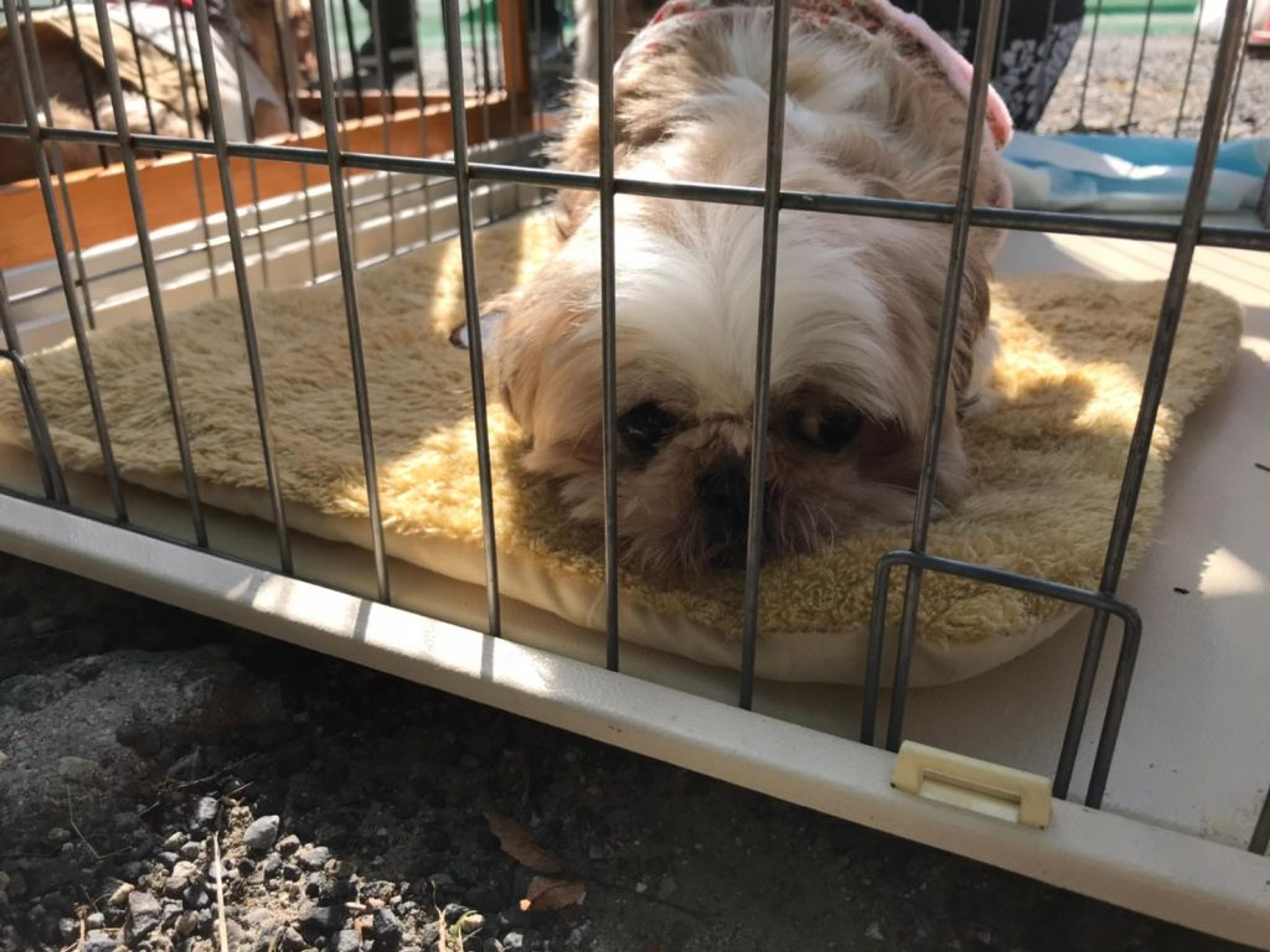 pet-image-3