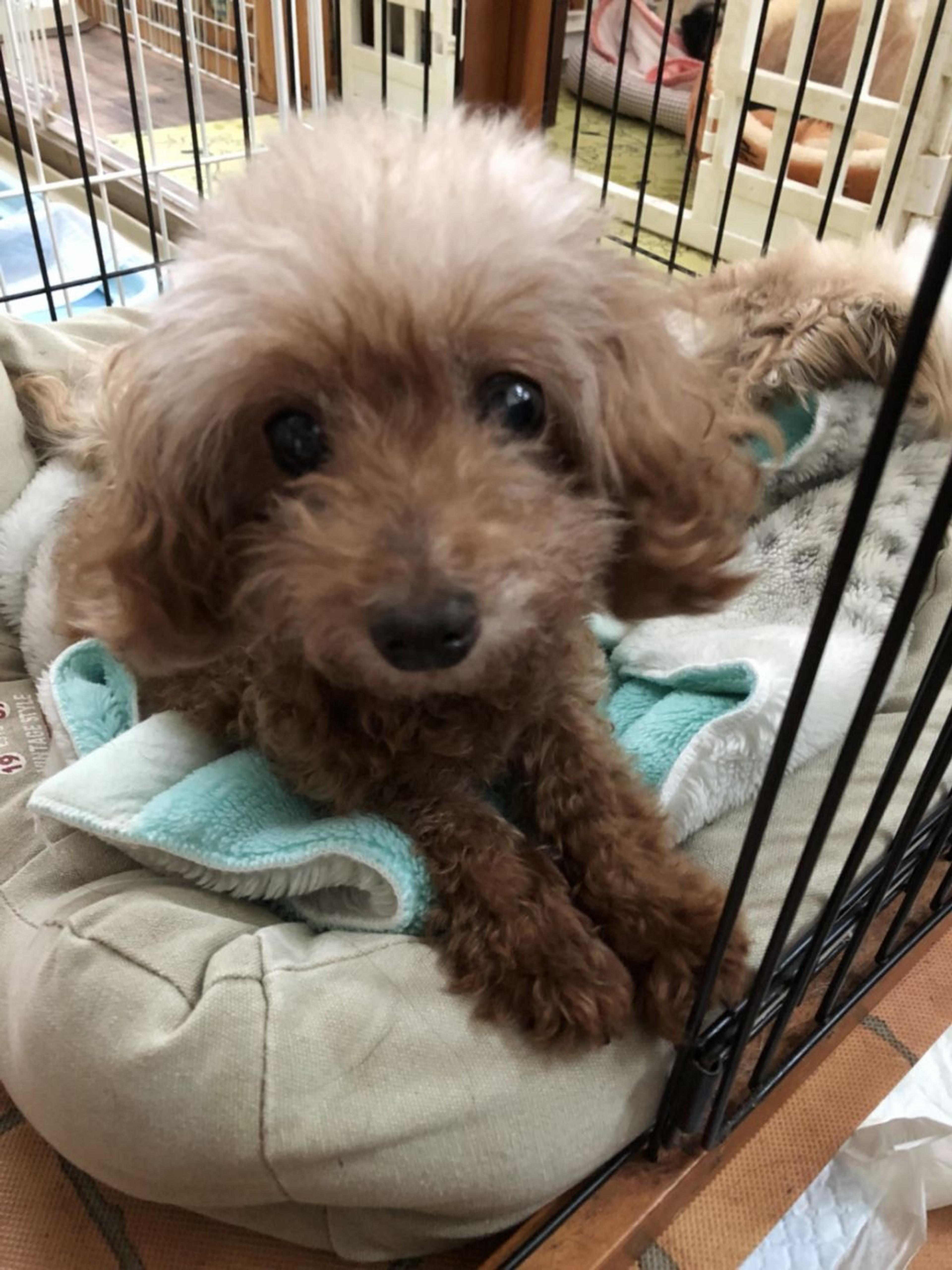 pet-image-2