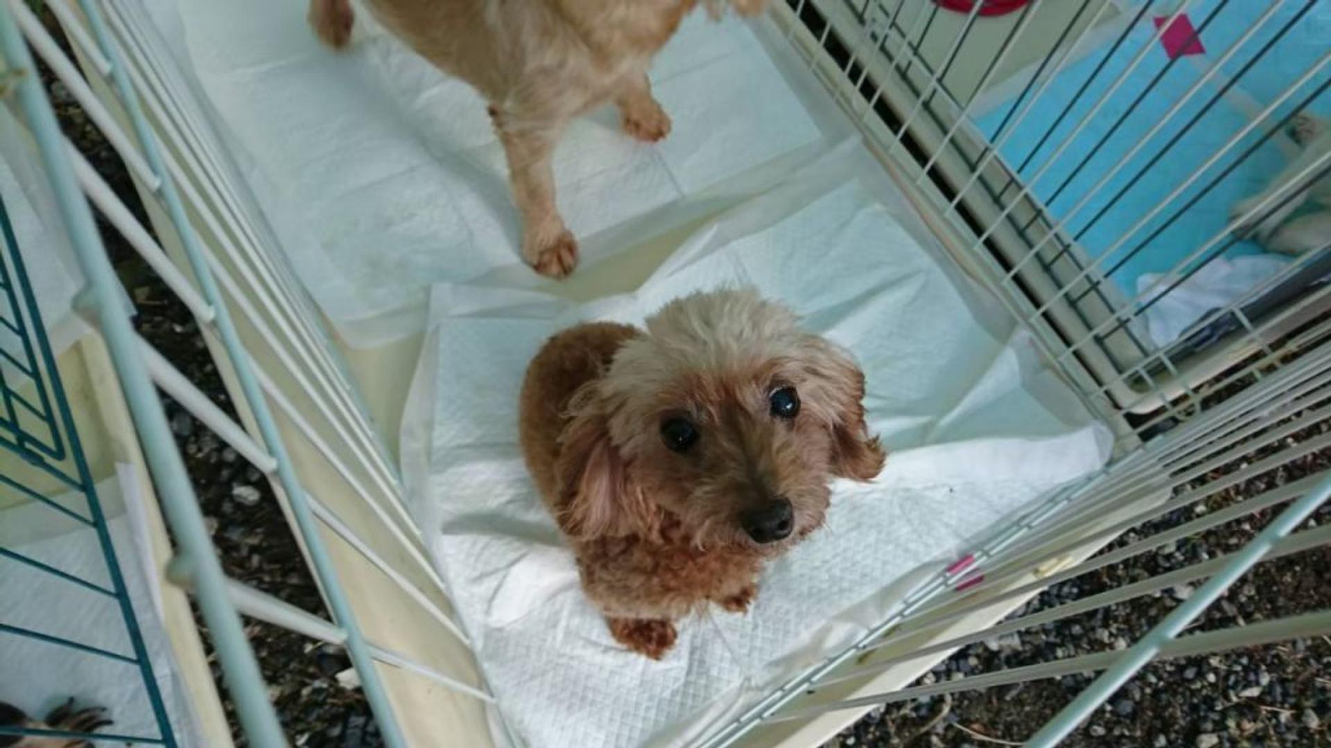 pet-image-3