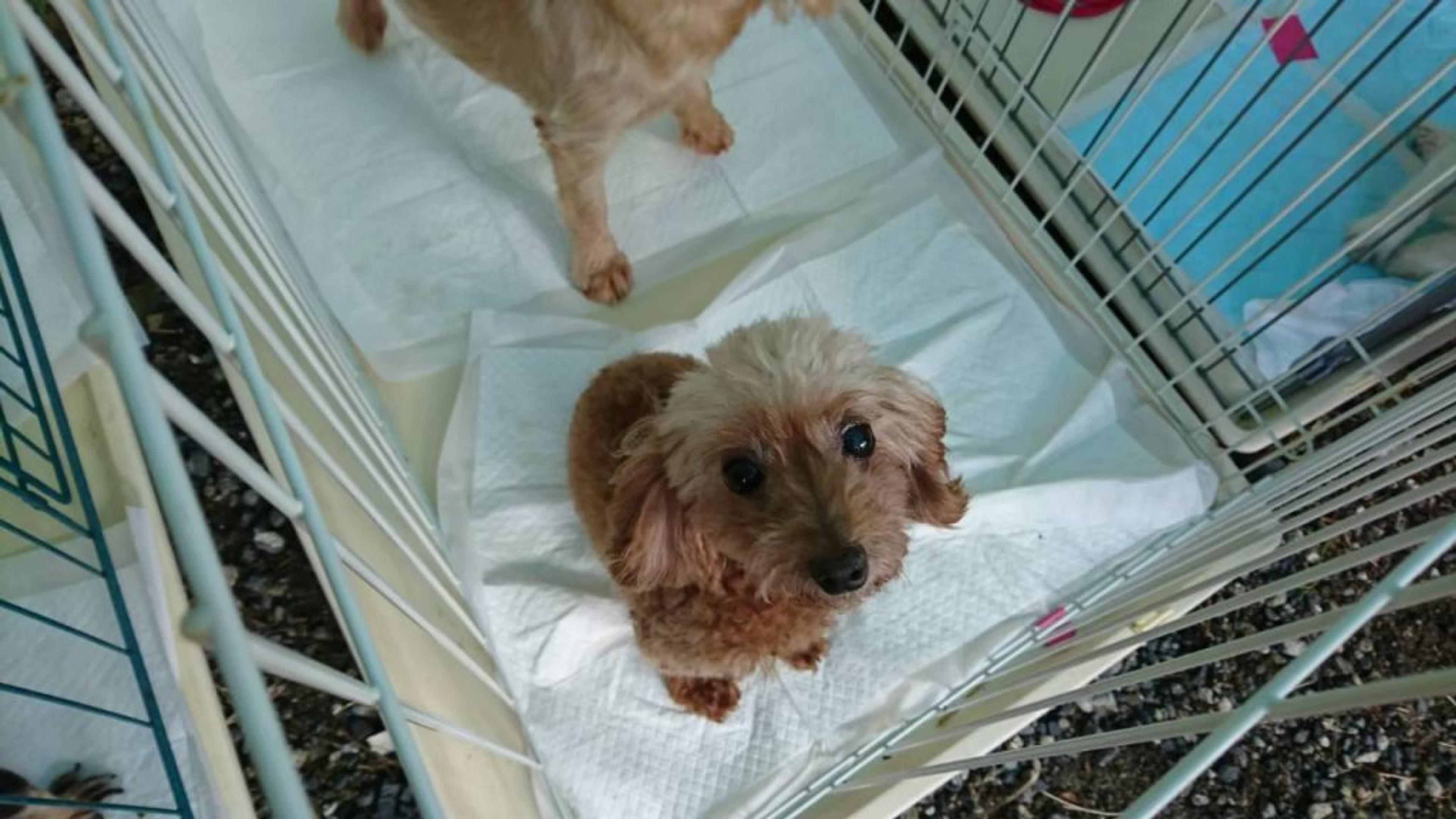 pet-image-3