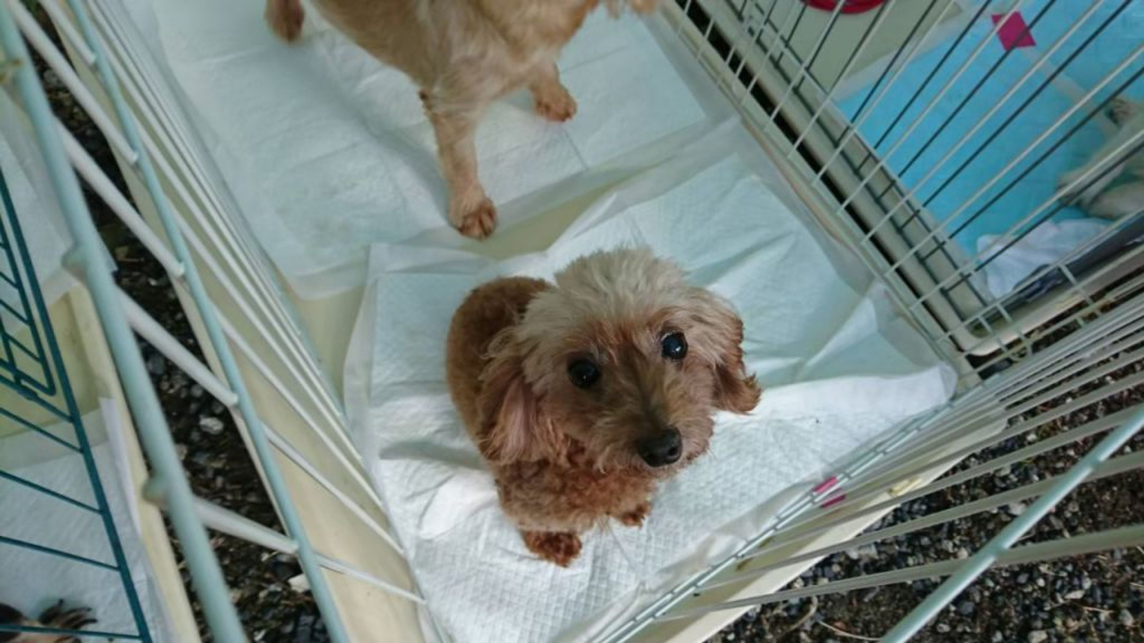 pet-image-3