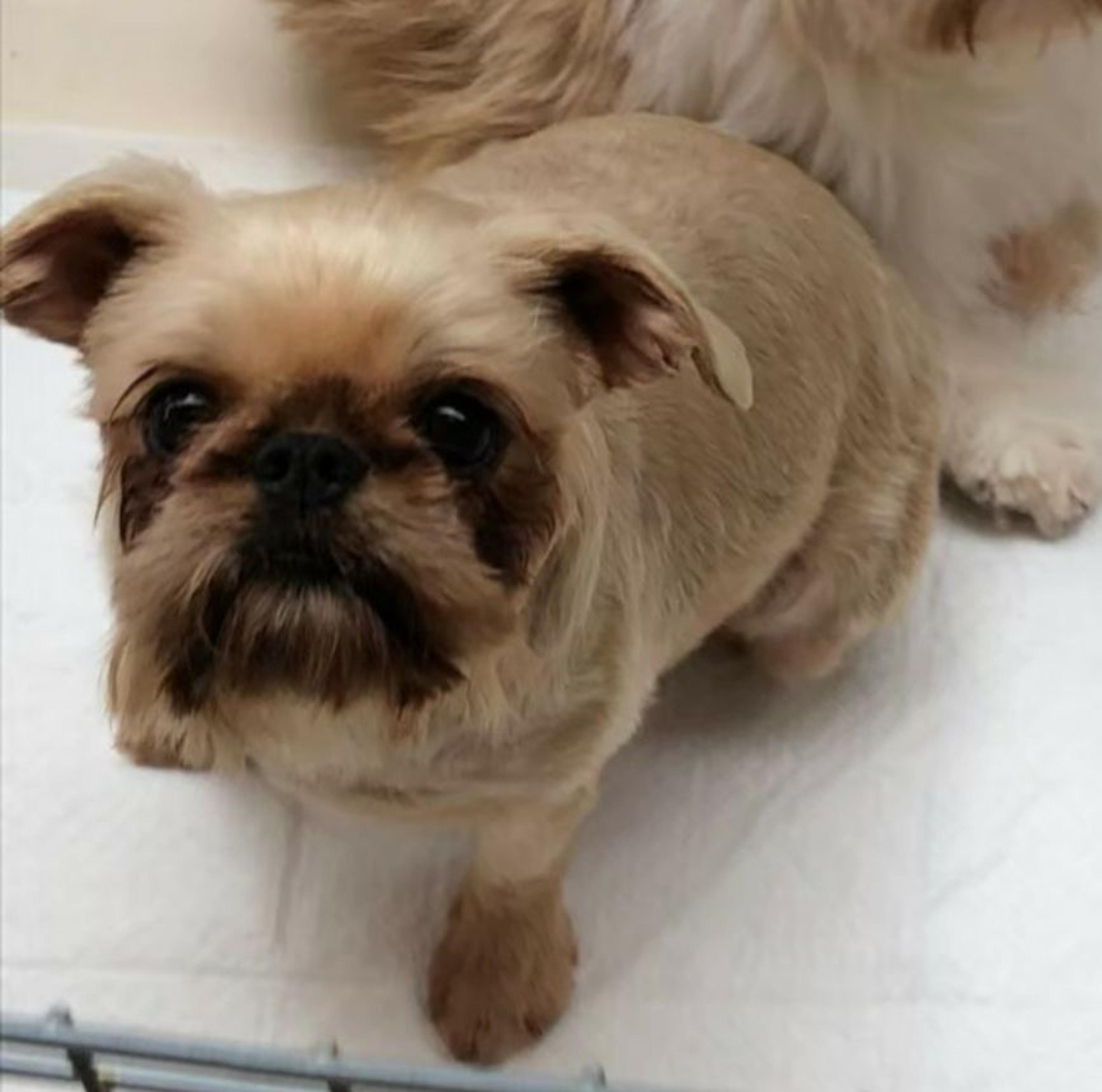 pet-image-2
