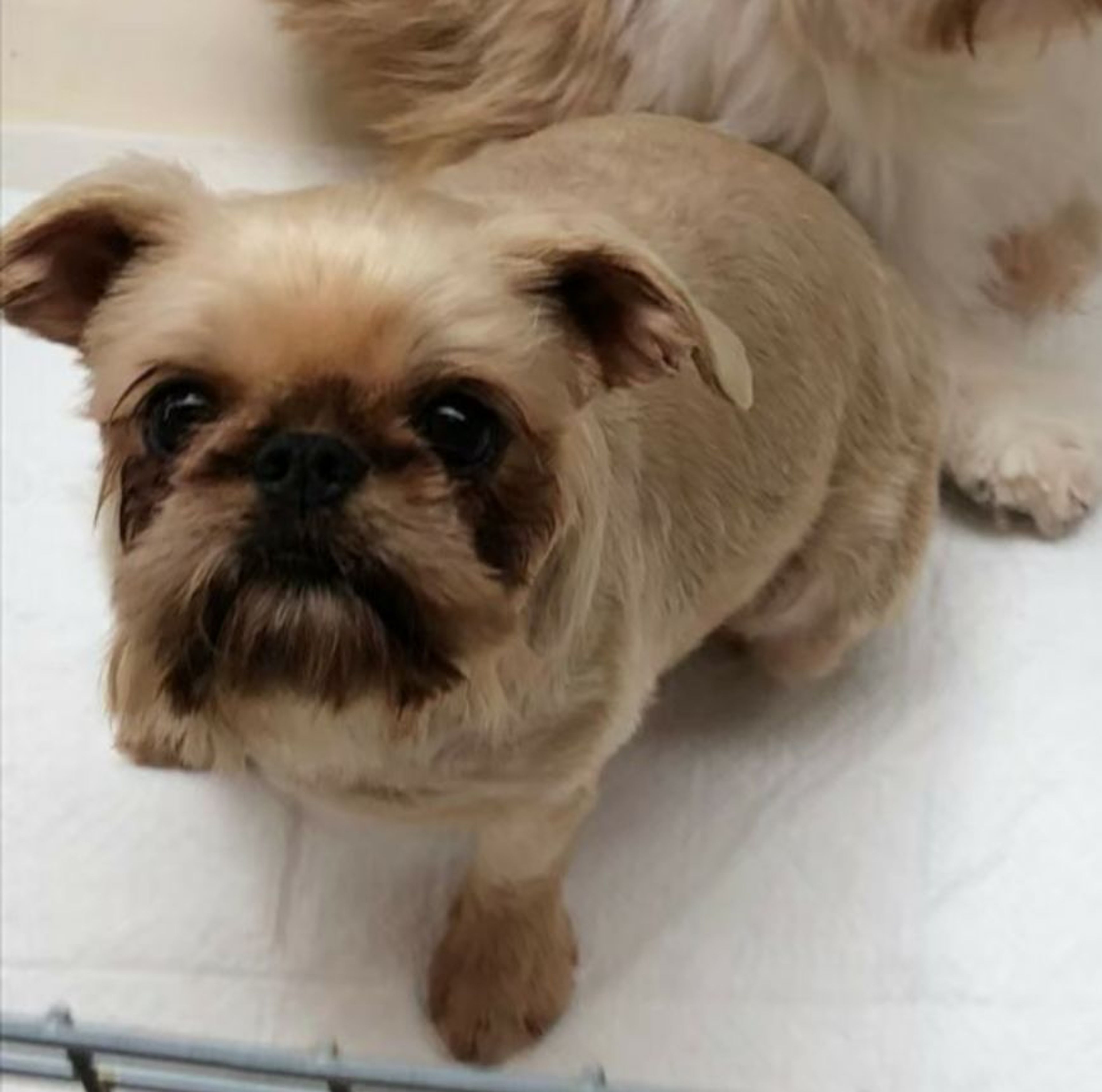 pet-image-2