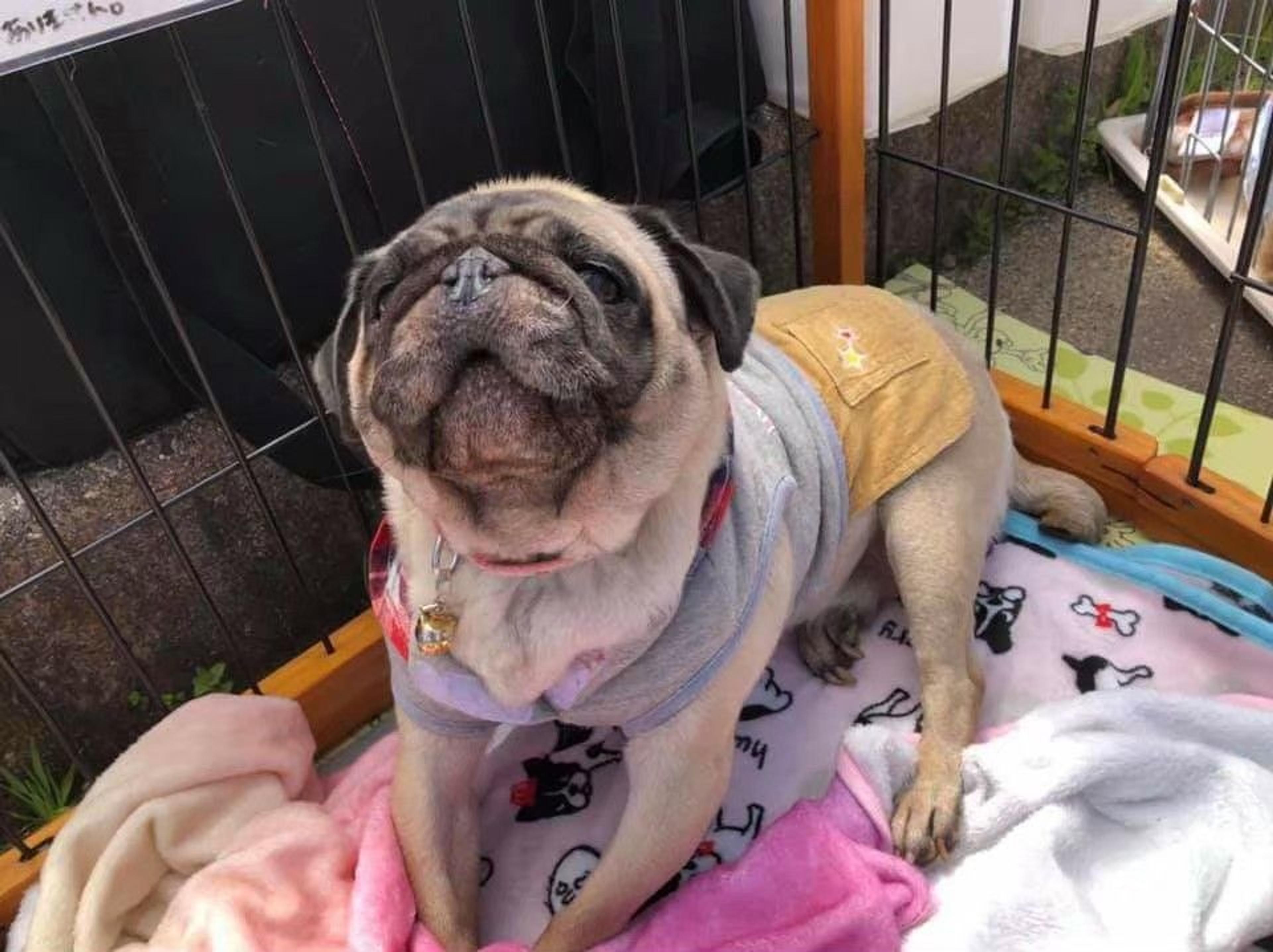 pet-image-2