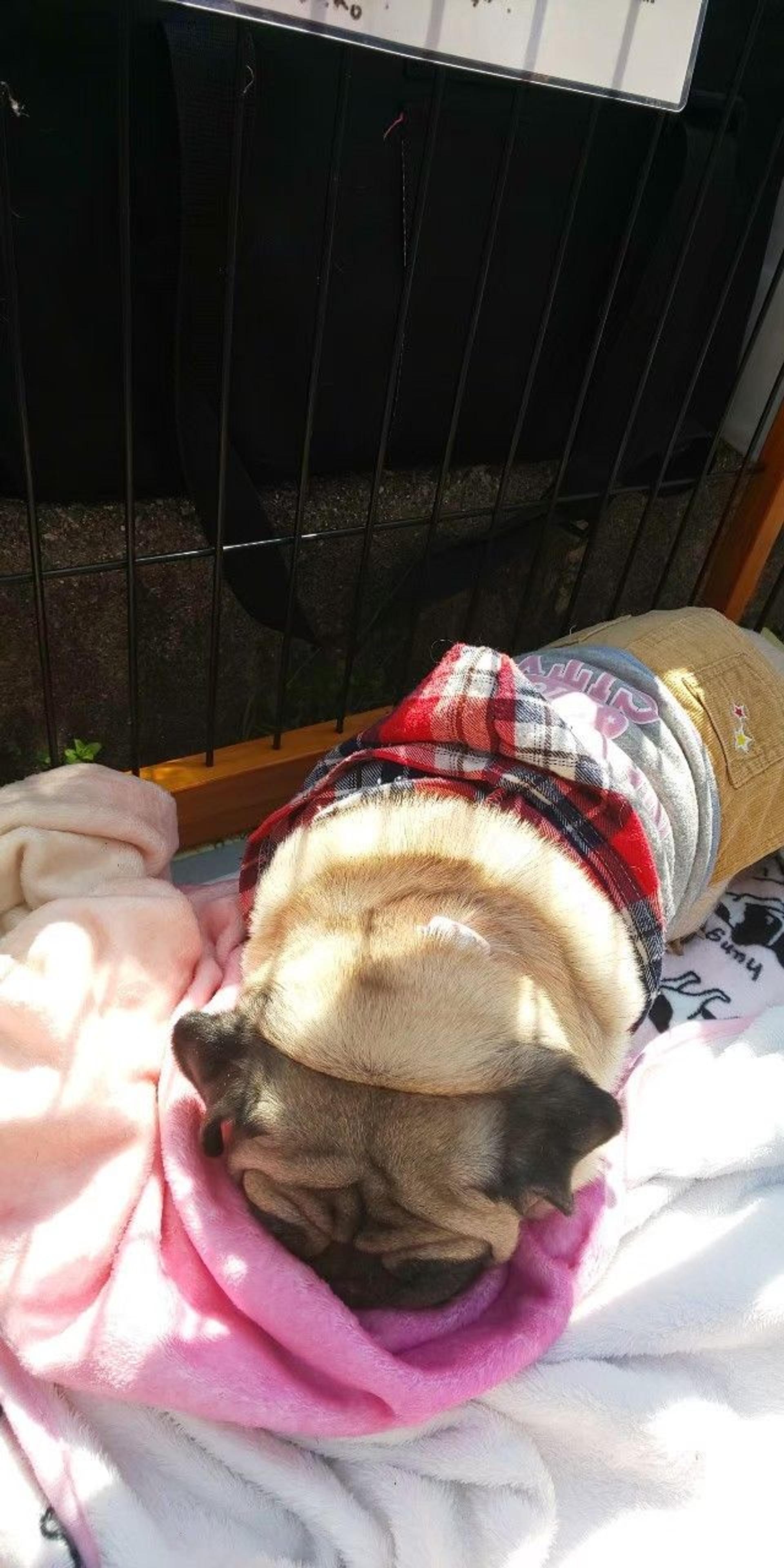 pet-image-3