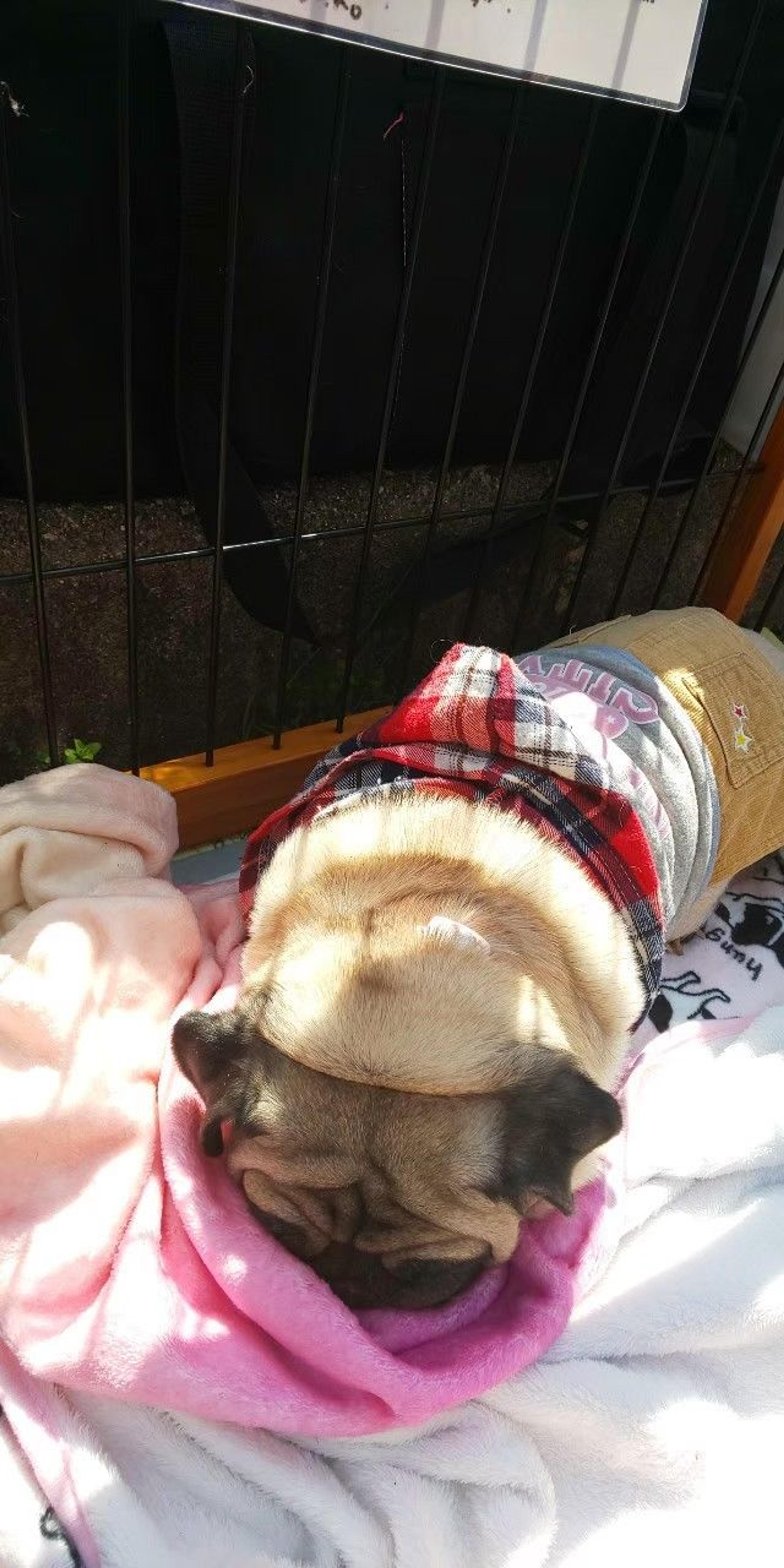 pet-image-3
