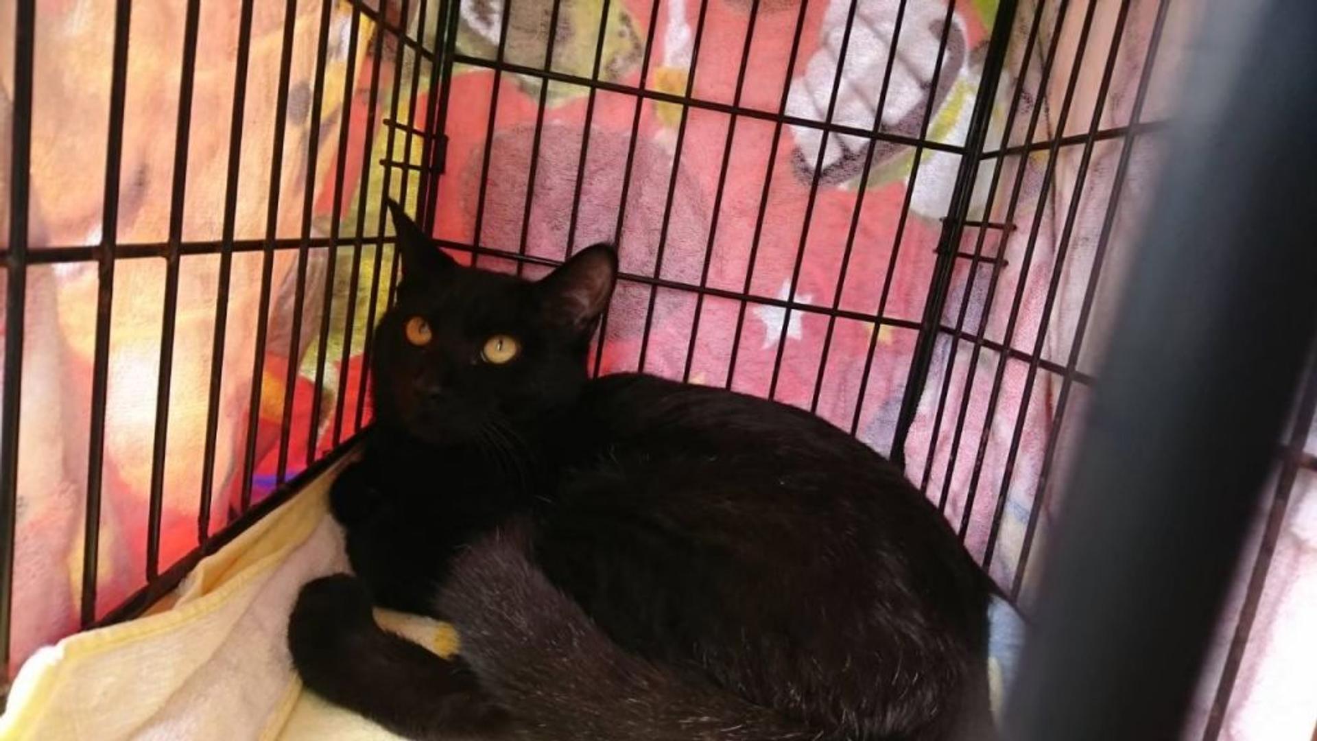 pet-image-2