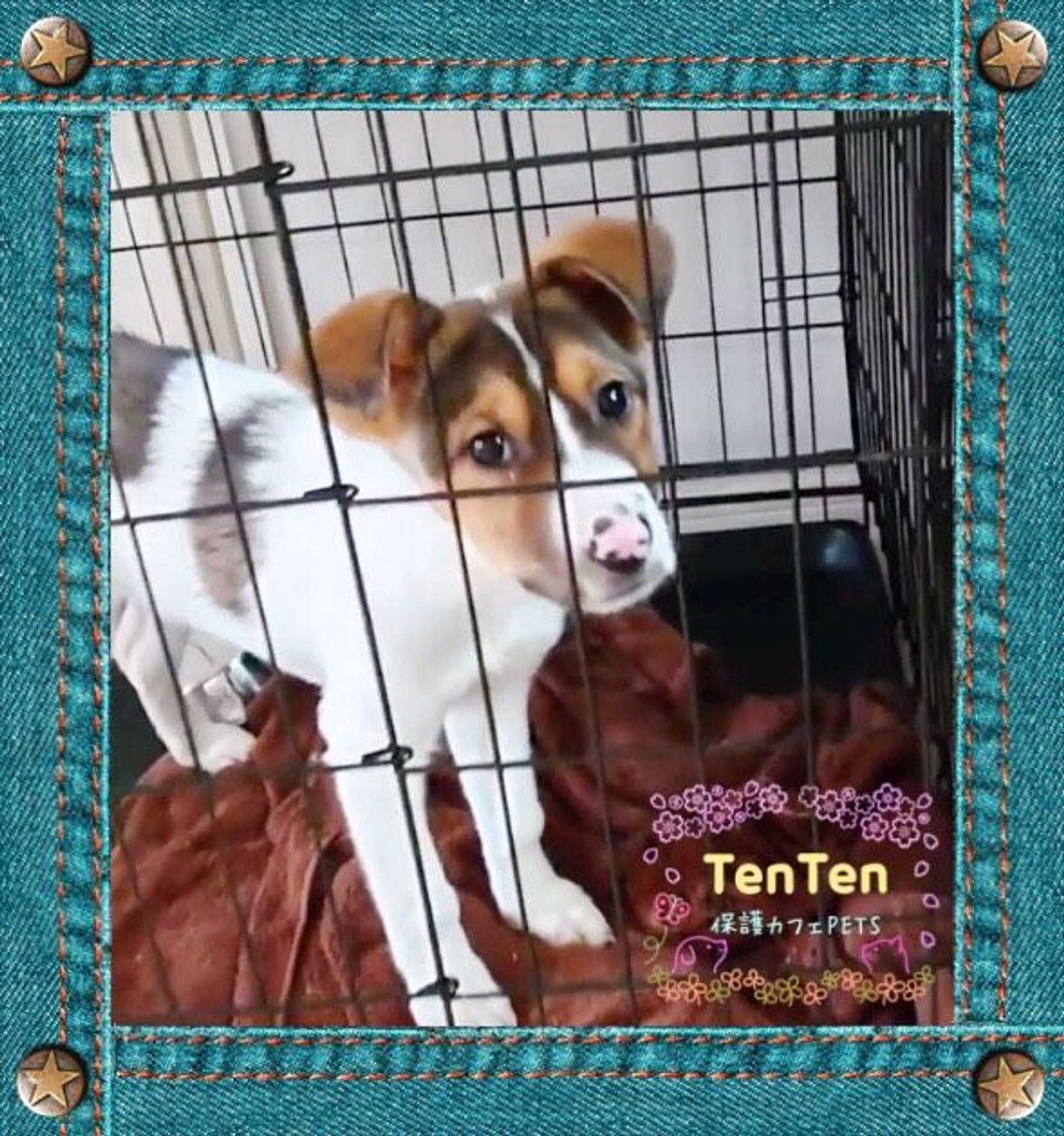雑種（ミックス犬）・オスの里親募集の写真