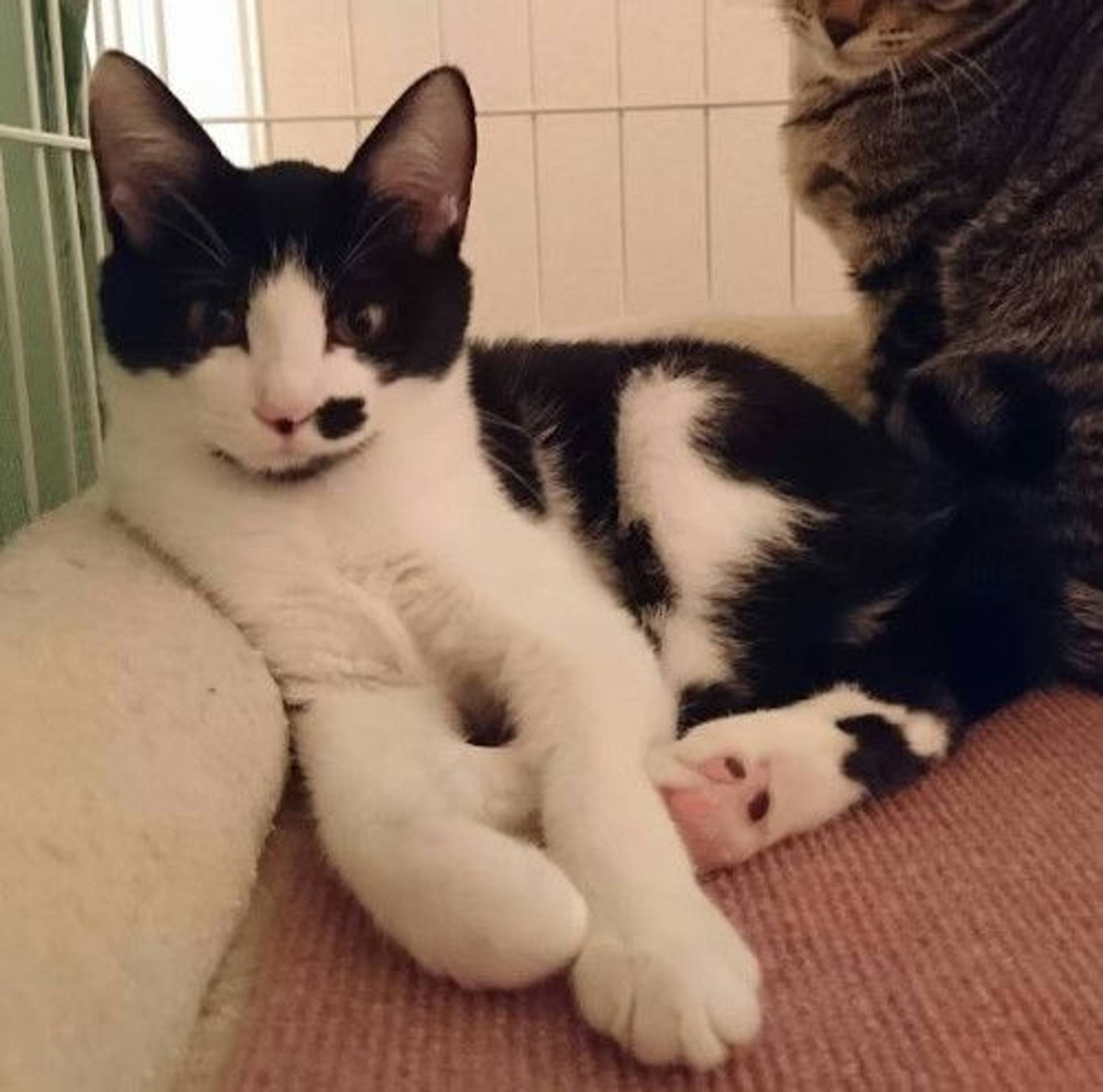 雑種（ミックス猫）・メスの里親募集の写真