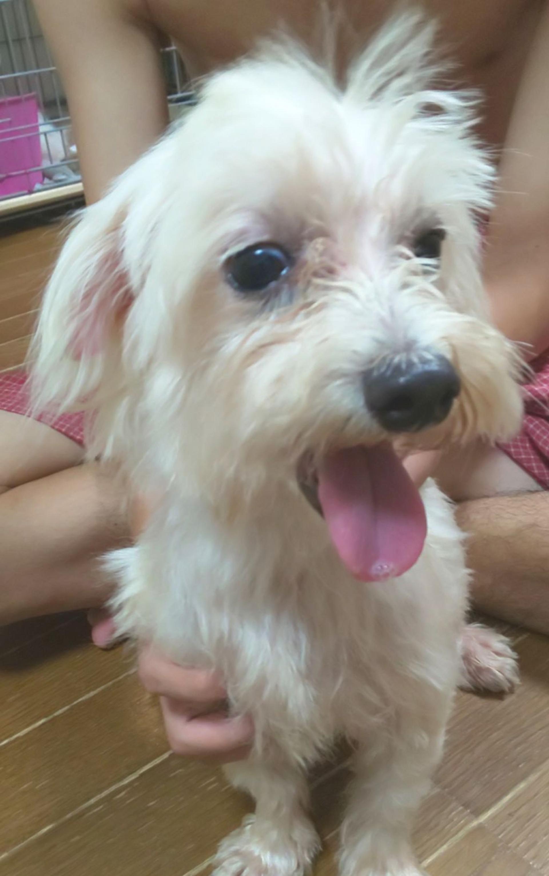 pet-image-2