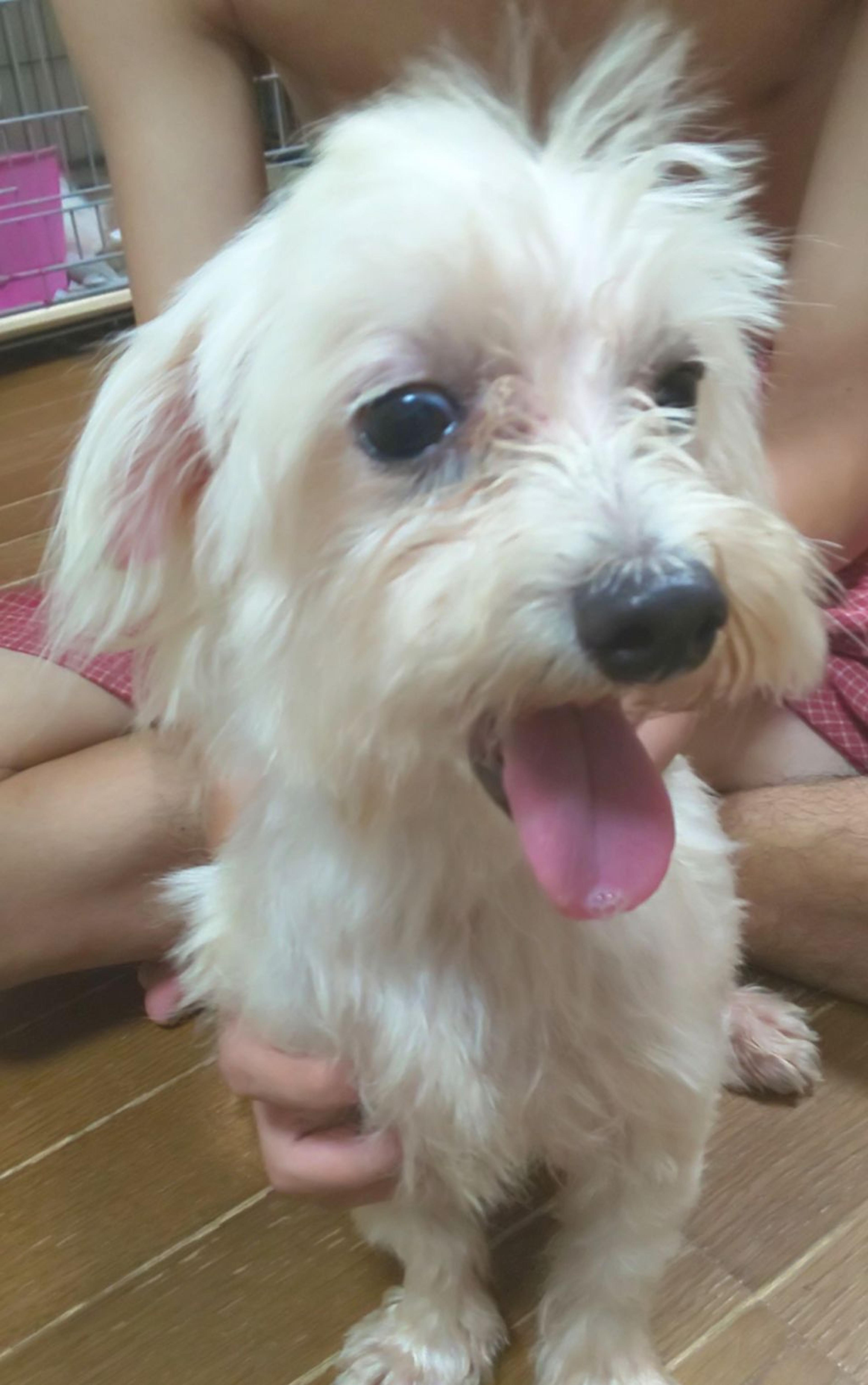 pet-image-2