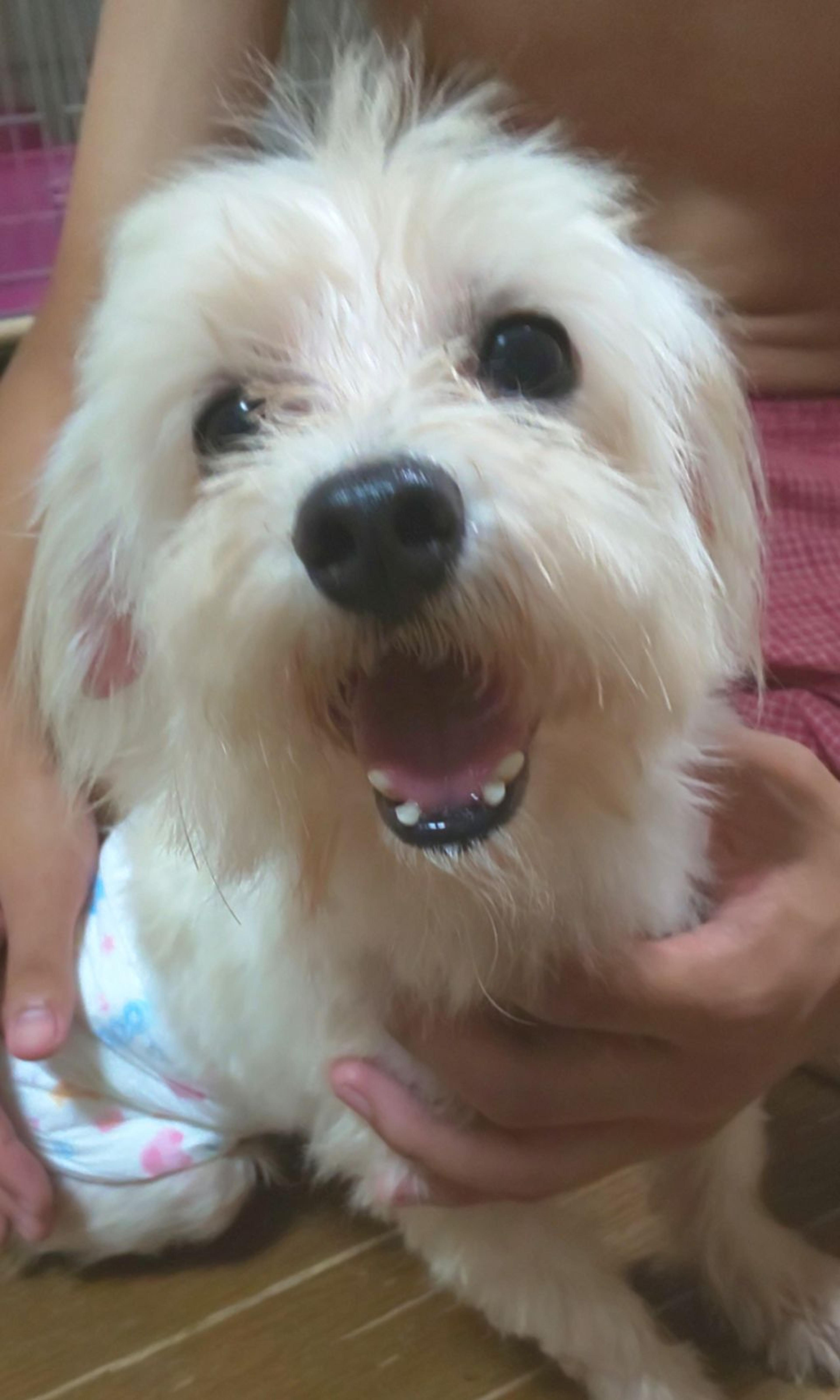 pet-image-3