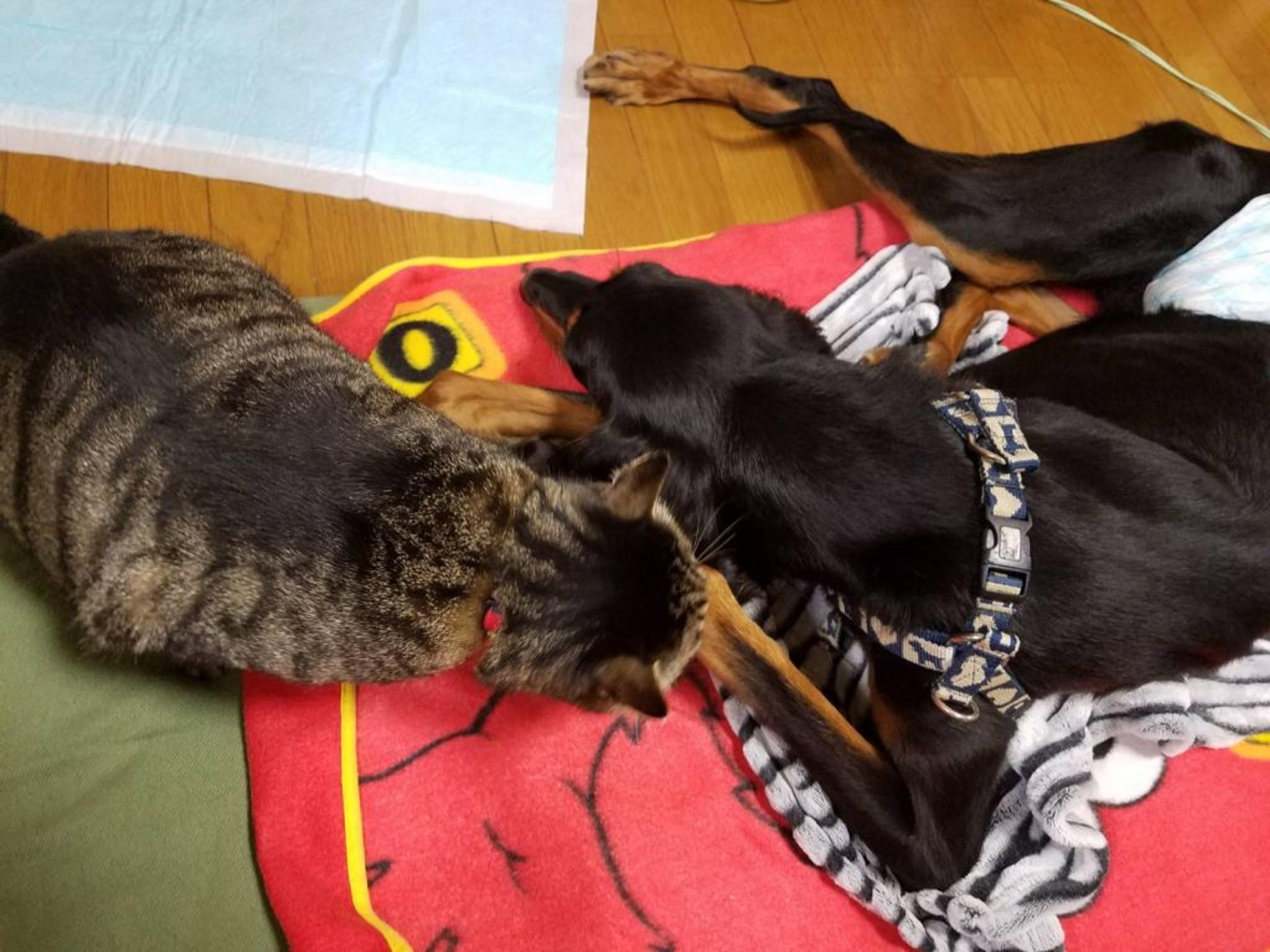 pet-image-2