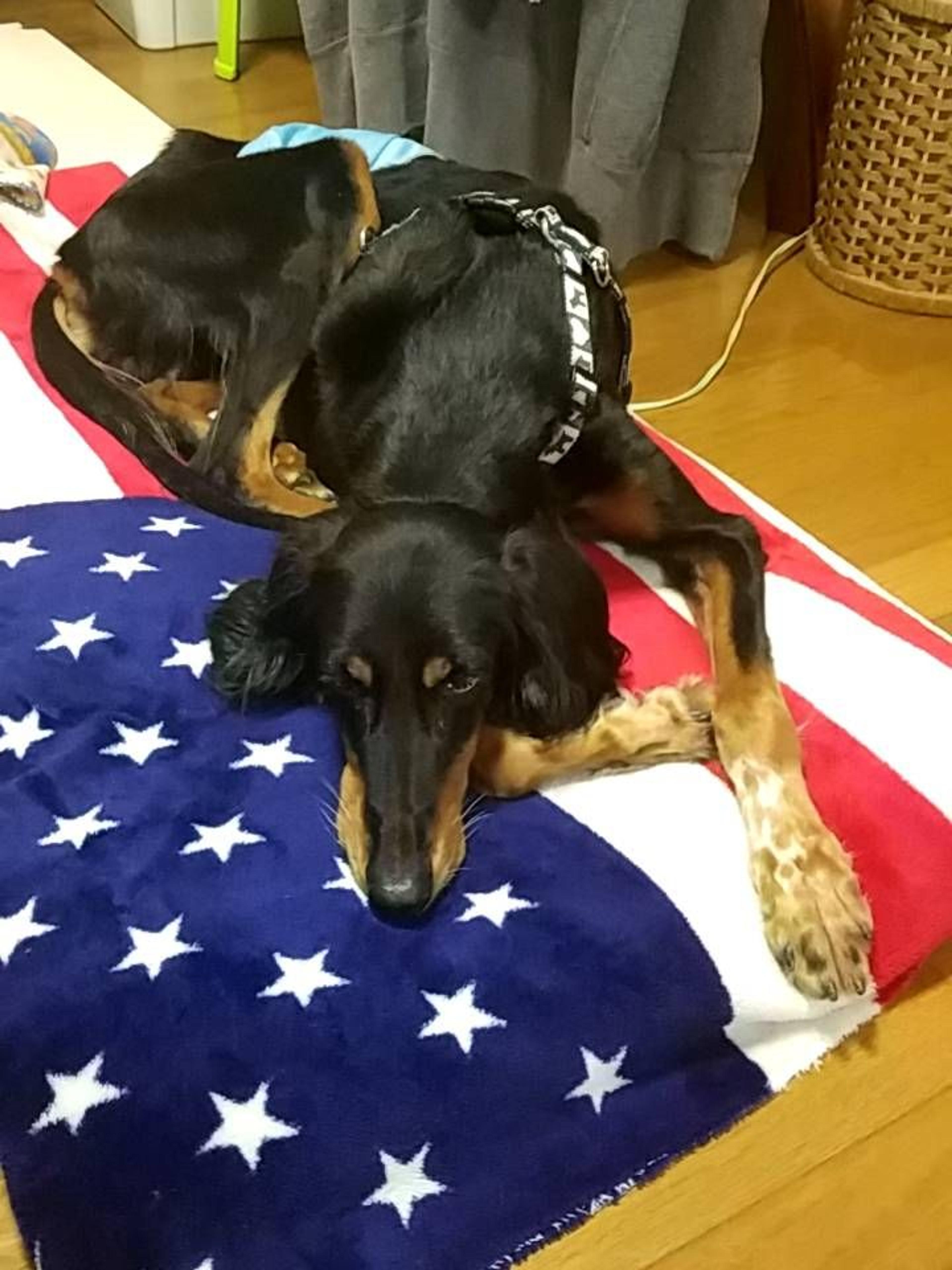 pet-image-4