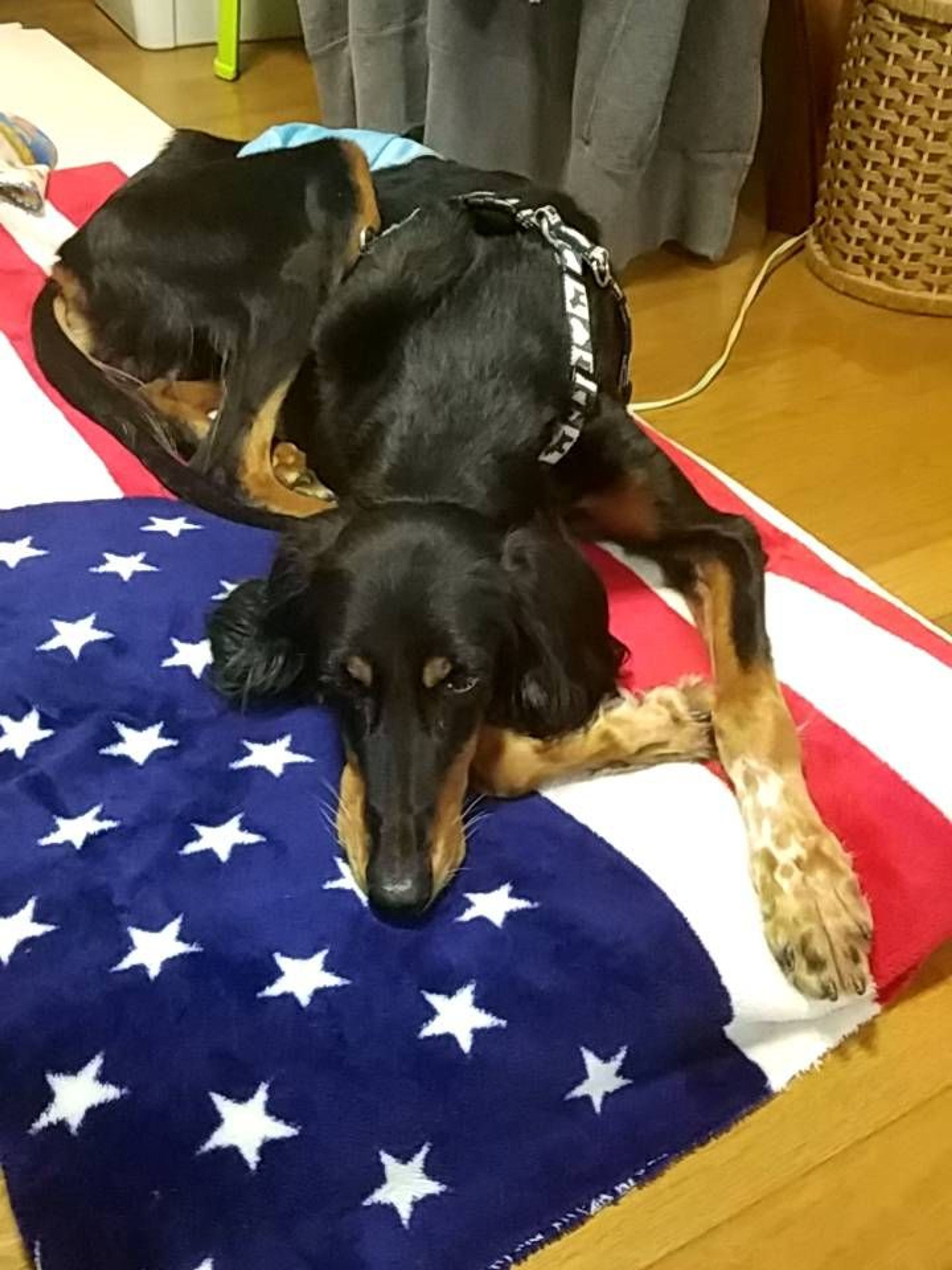 pet-image-4