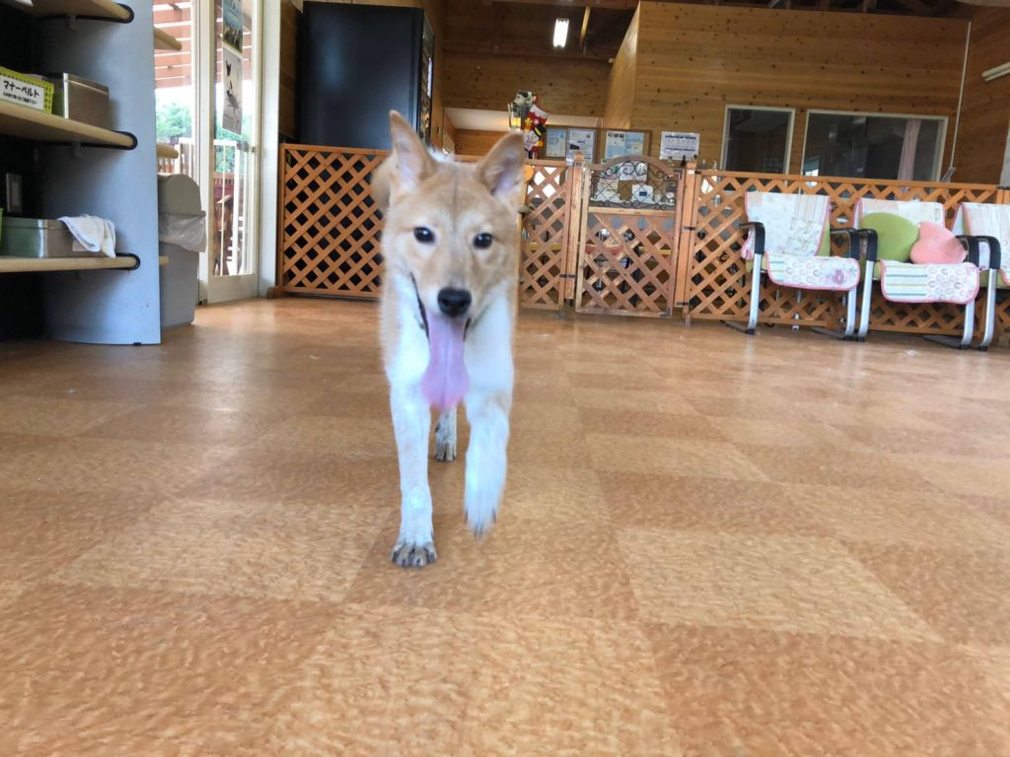 雑種（ミックス犬）・オスの里親募集の写真
