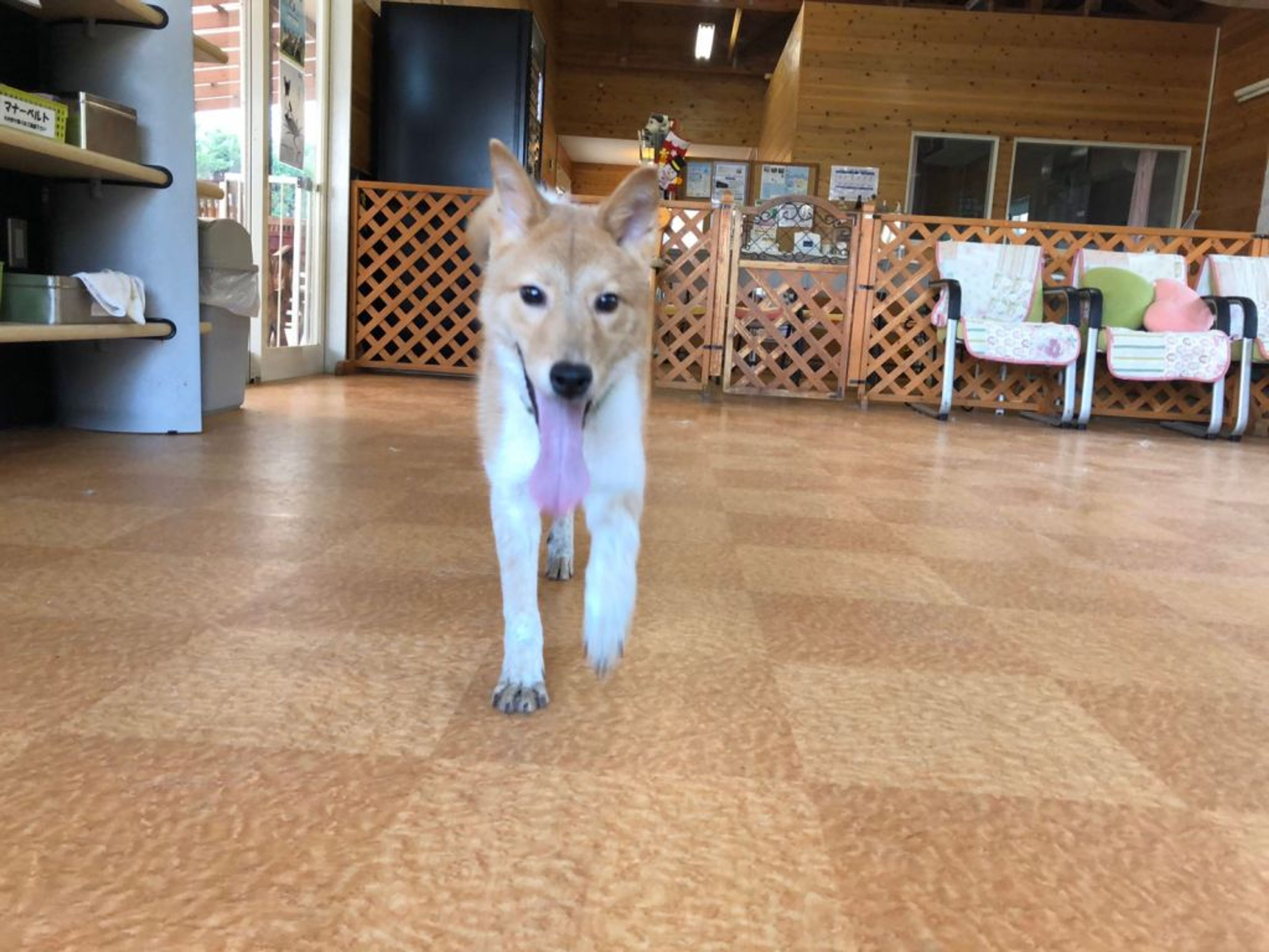 雑種（ミックス犬）・オスの里親募集の写真