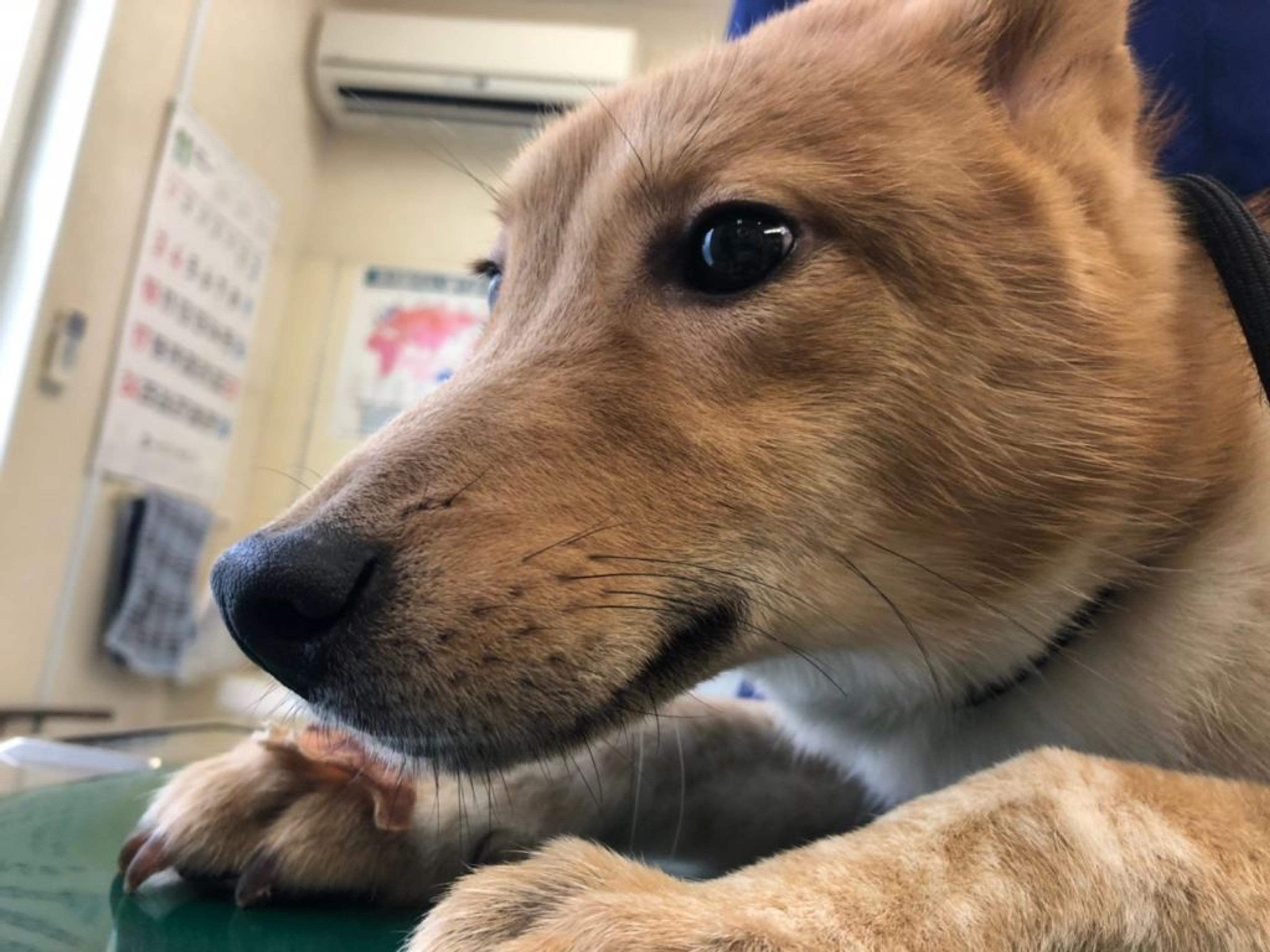 pet-image-2