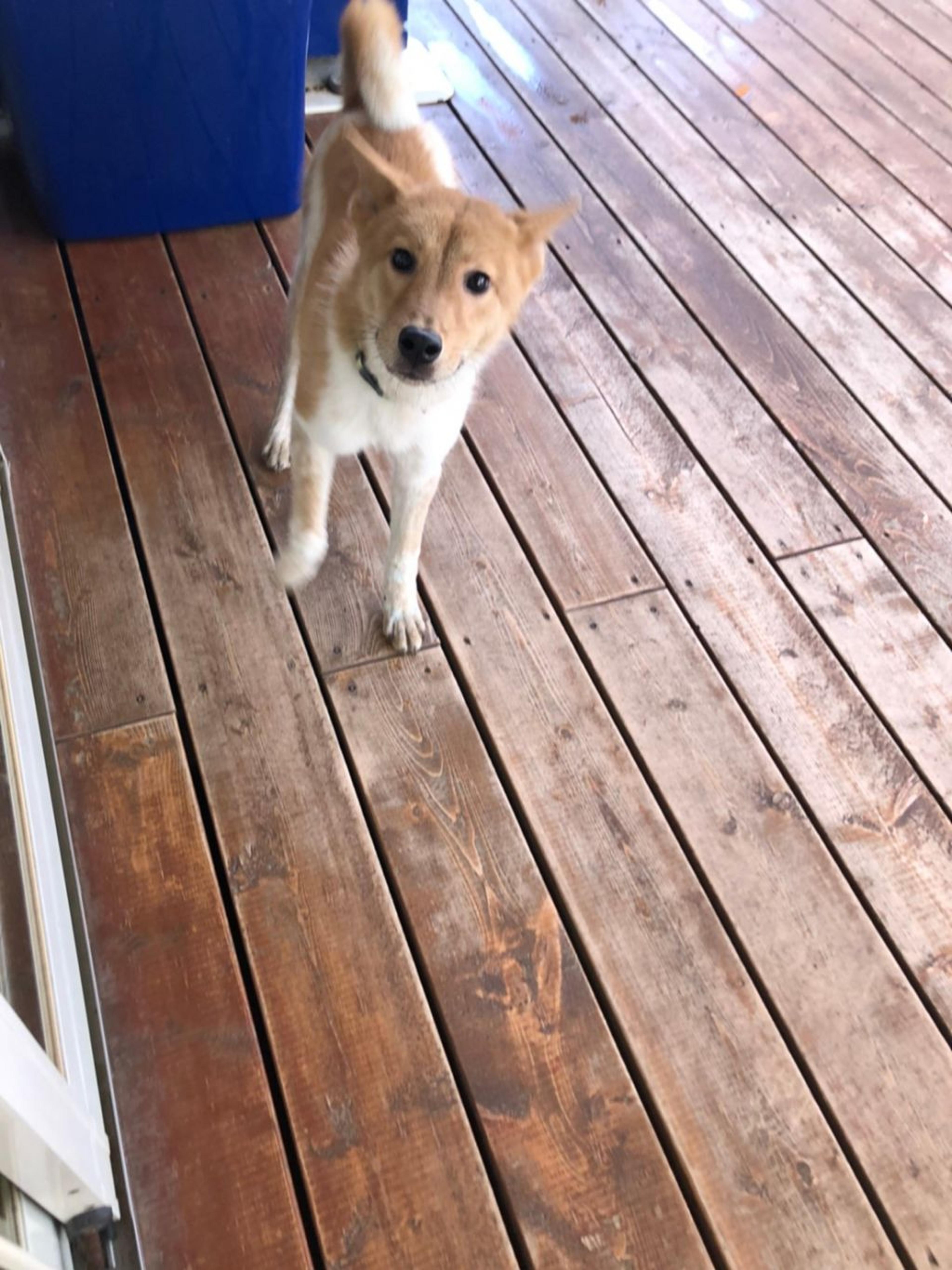 pet-image-3